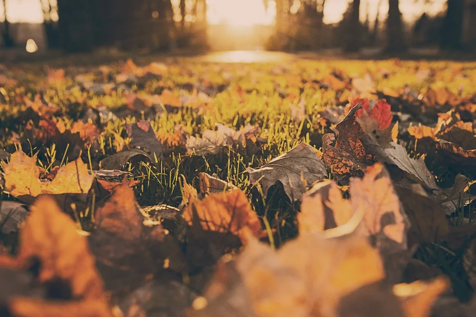 Autumn Energetics: Fall and Your Body