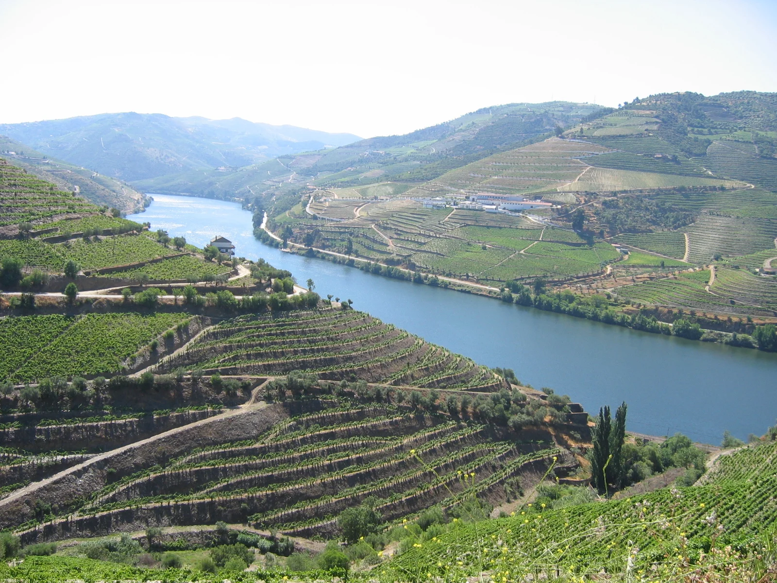 Vigneti nel Douro.JPG