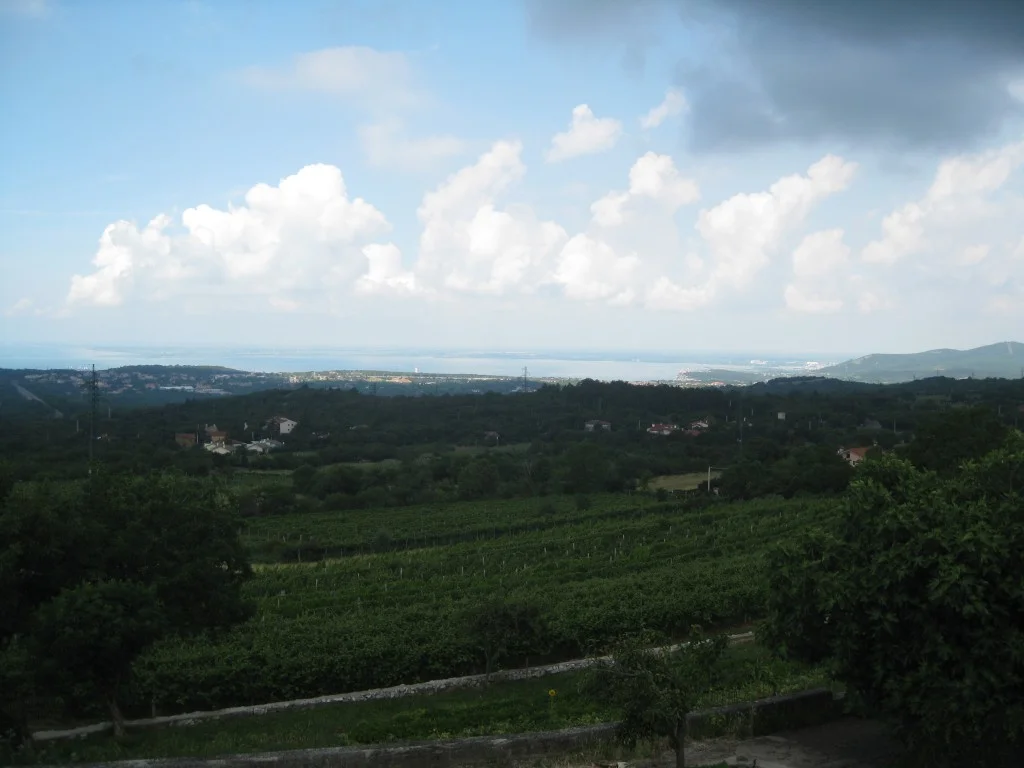 Il mare di Trieste, i vigneti del Carso