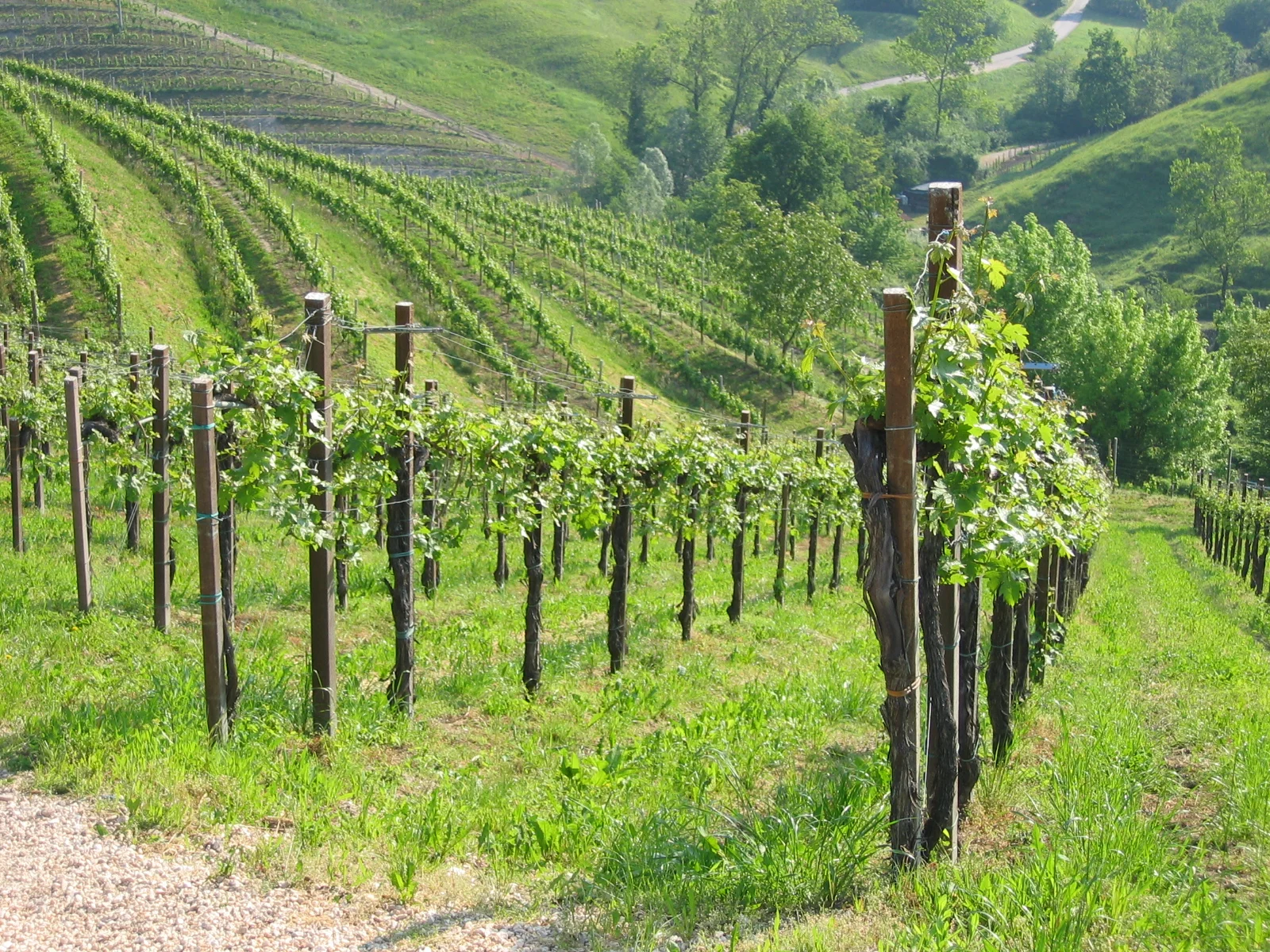 Vigneti di Glera