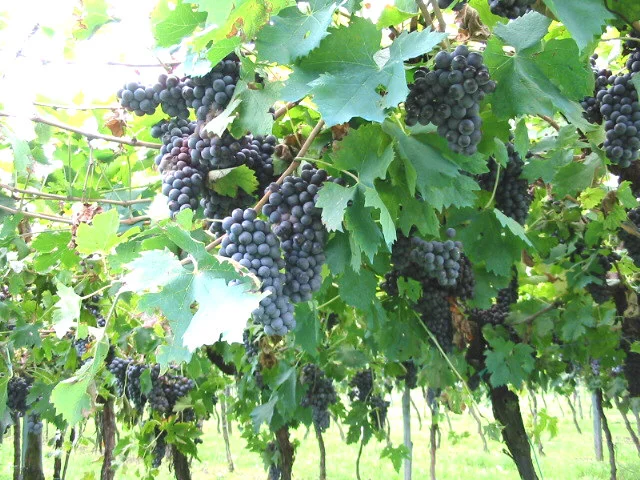 uva nera in vigneto, 1.jpg