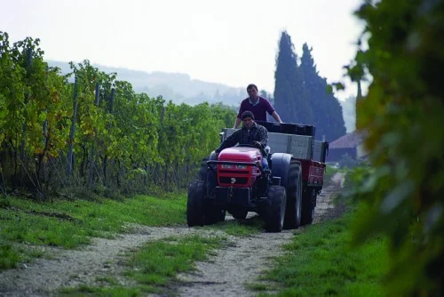 047214_csa_vendemmia.jpg