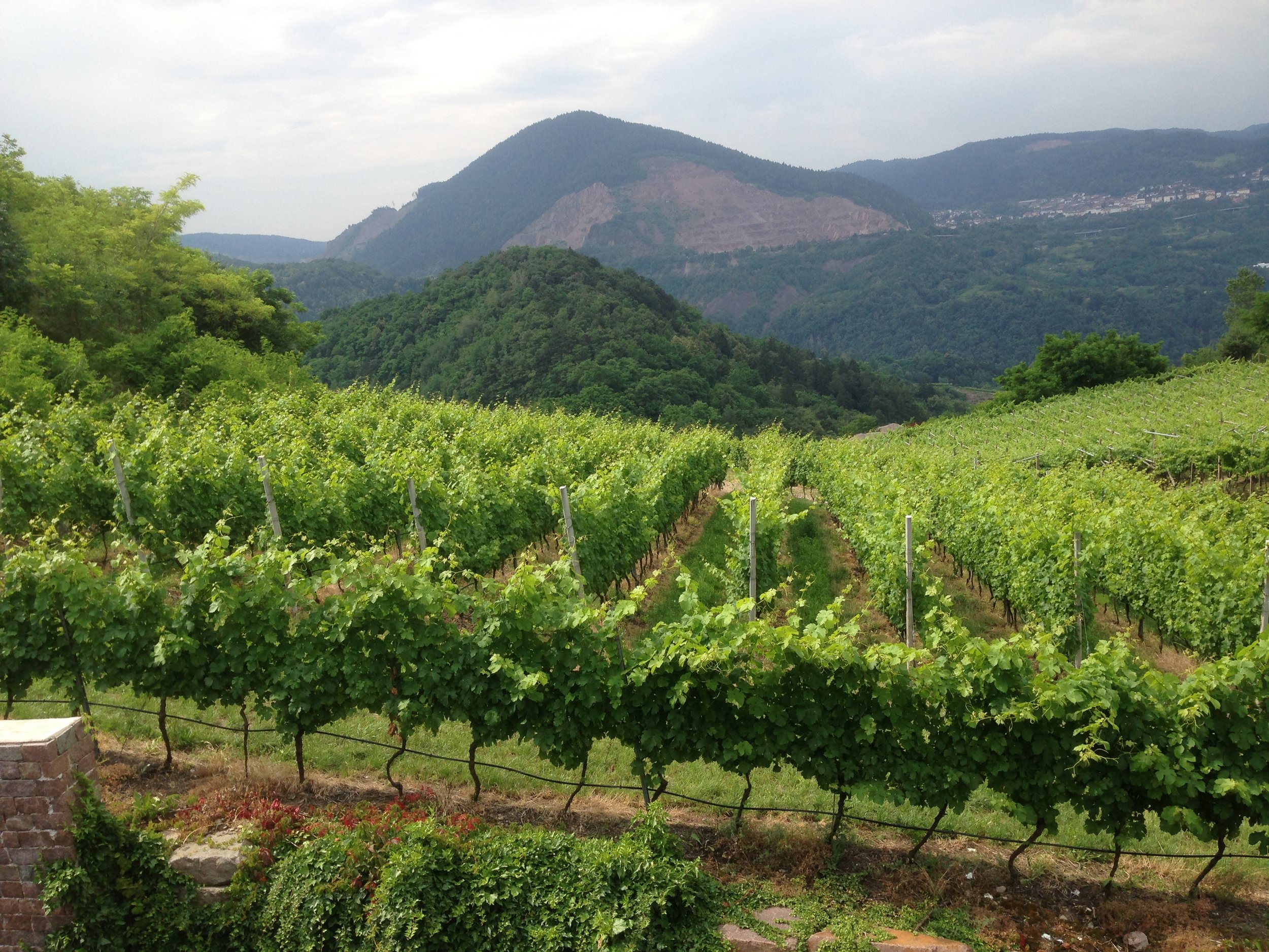 Vendemmia 2024 nel mondo: chi sale e chi scende