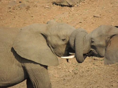 elephants.jpg