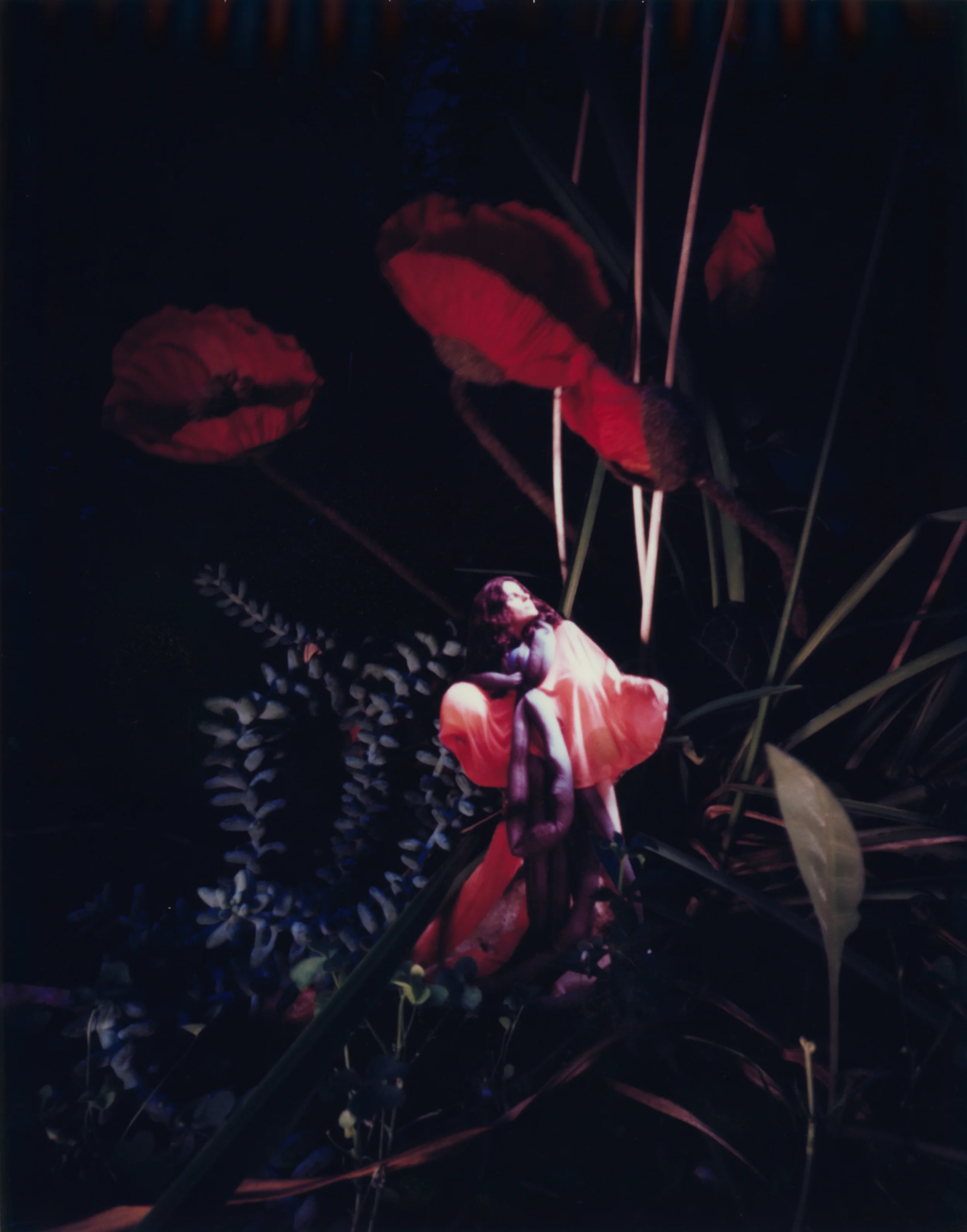 A Botanist's Dream 6 2006 Polaroid 10x8"/25x20 cm
