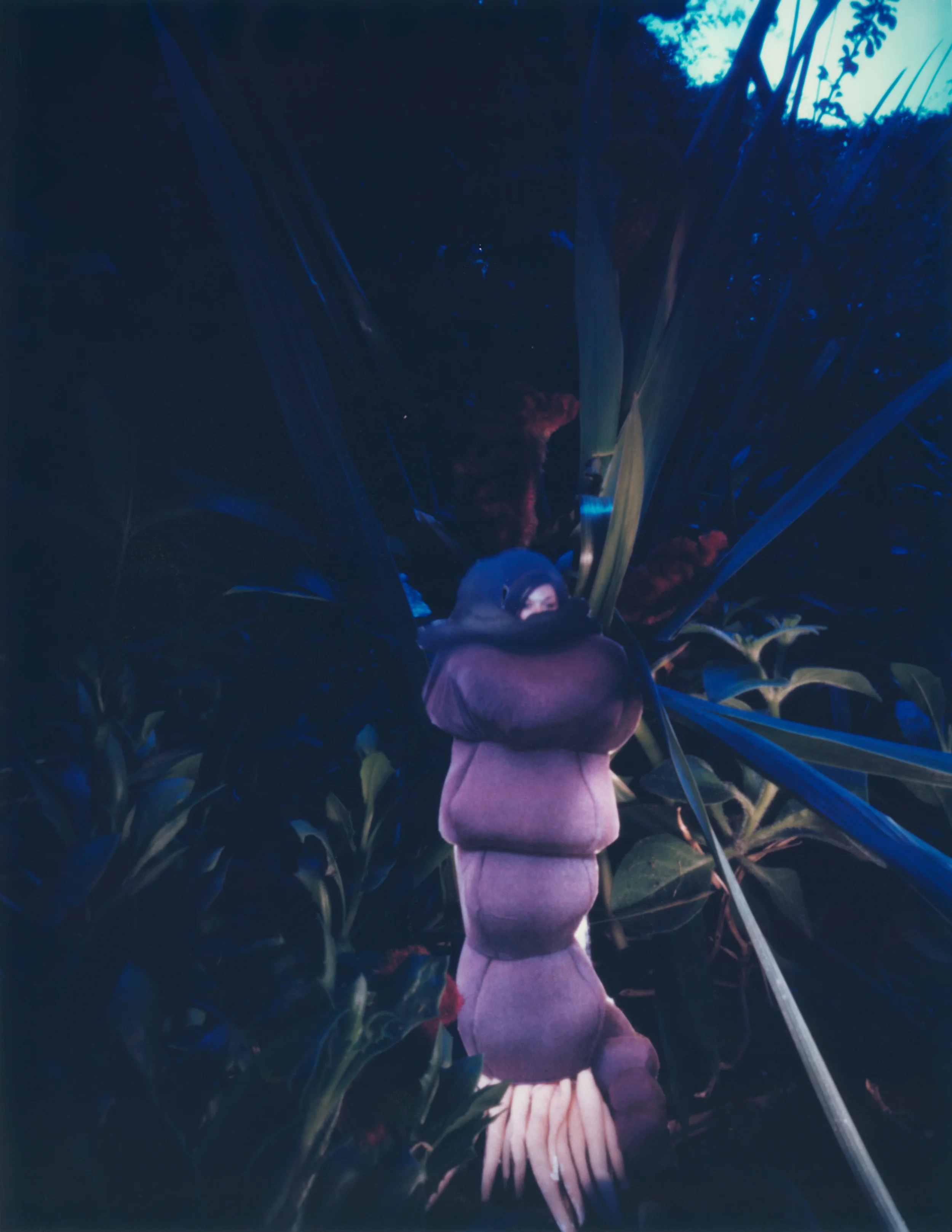 A Botanist's Dream 16 2006 Polaroid 10x8"/25x20 cm