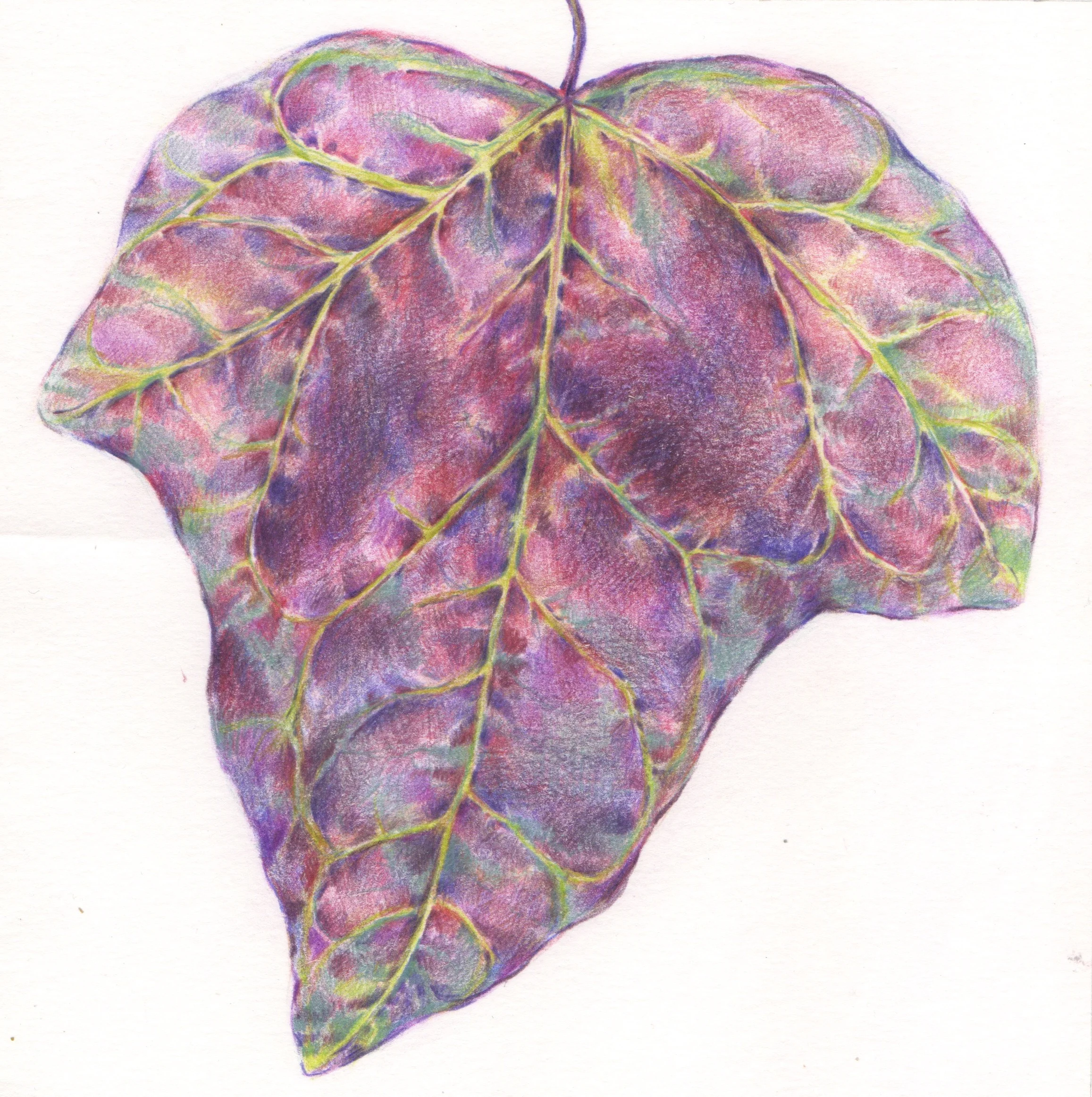 055 Claire P Halliday - Ivy - Watercolour pencil on paper.jpeg