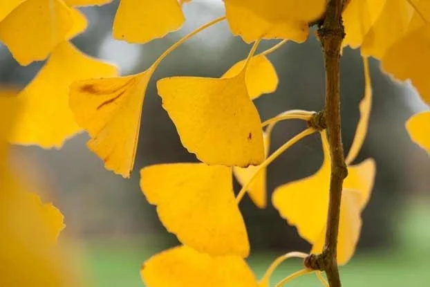 Autumn leaves of Gingko biloba, image courtesy of Kew Gardens