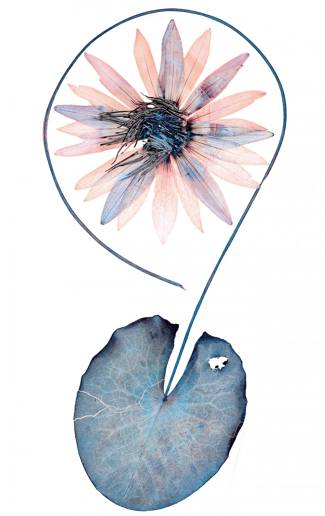 Image courtesy of Nick Knight