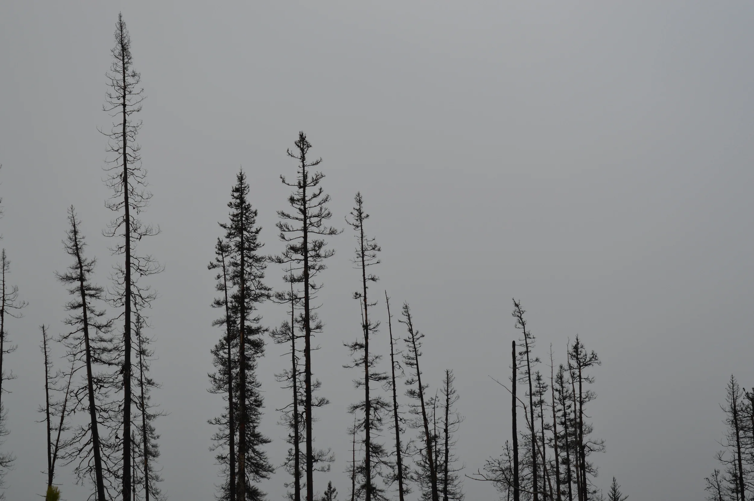 DSC_0370.JPG