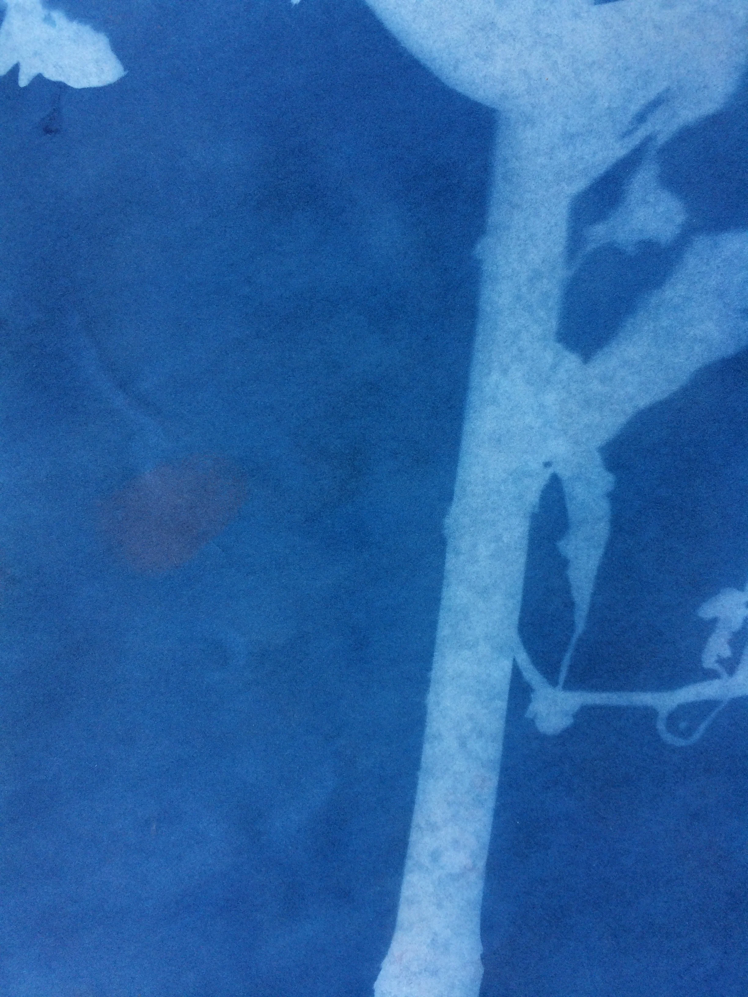 Cyanotype15.jpg