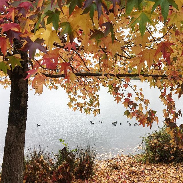 Green Lake is beautiful in the fall 🍁