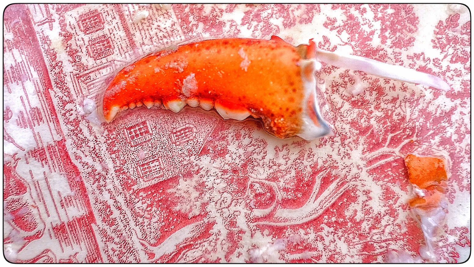 Lobster