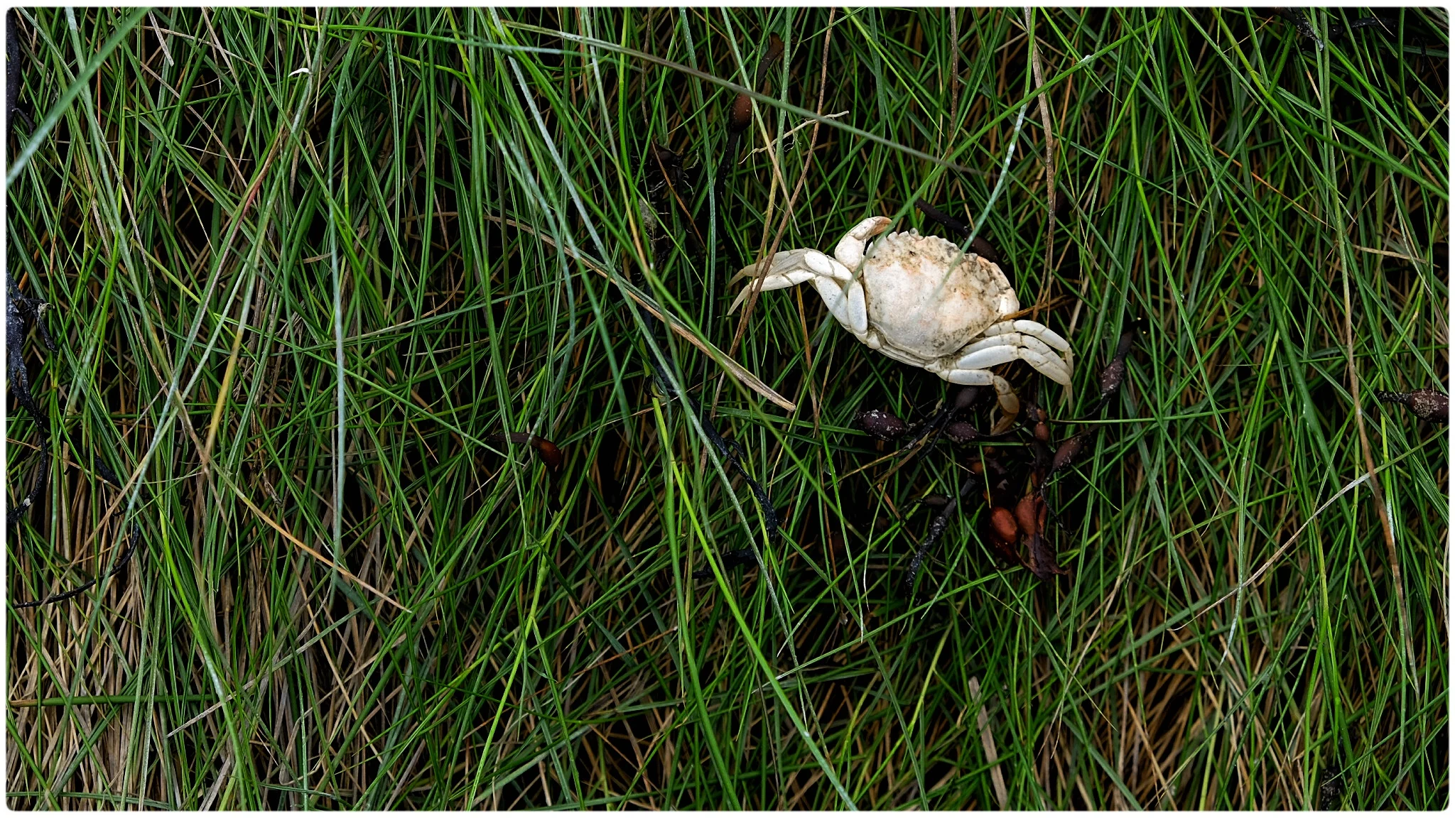 crab shell, Deer Isle, Maine