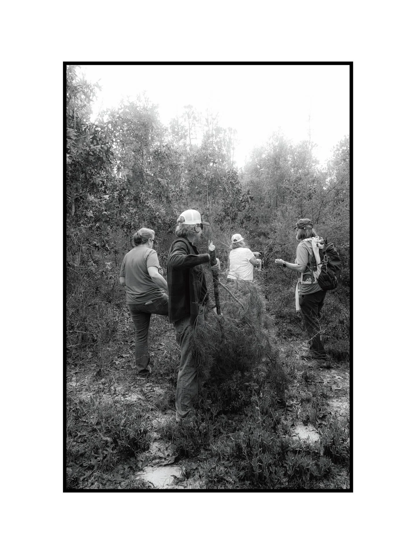 The family and friends Christmas tree harvest. Harold, Fla.