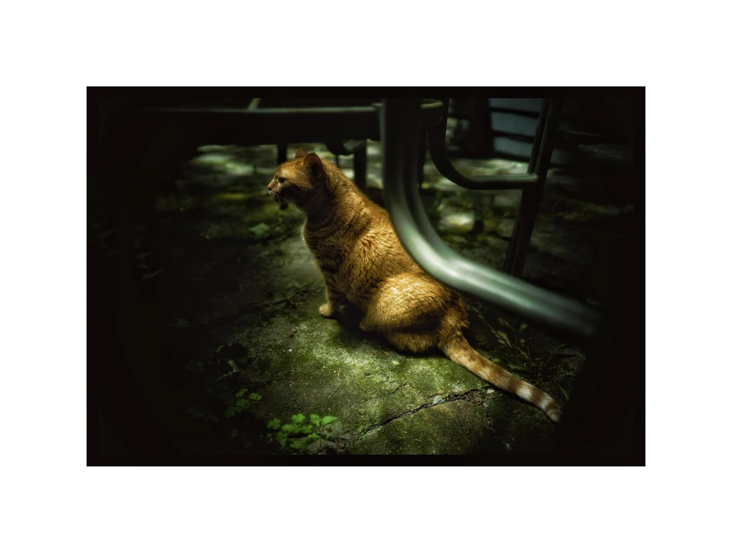 The hunter.