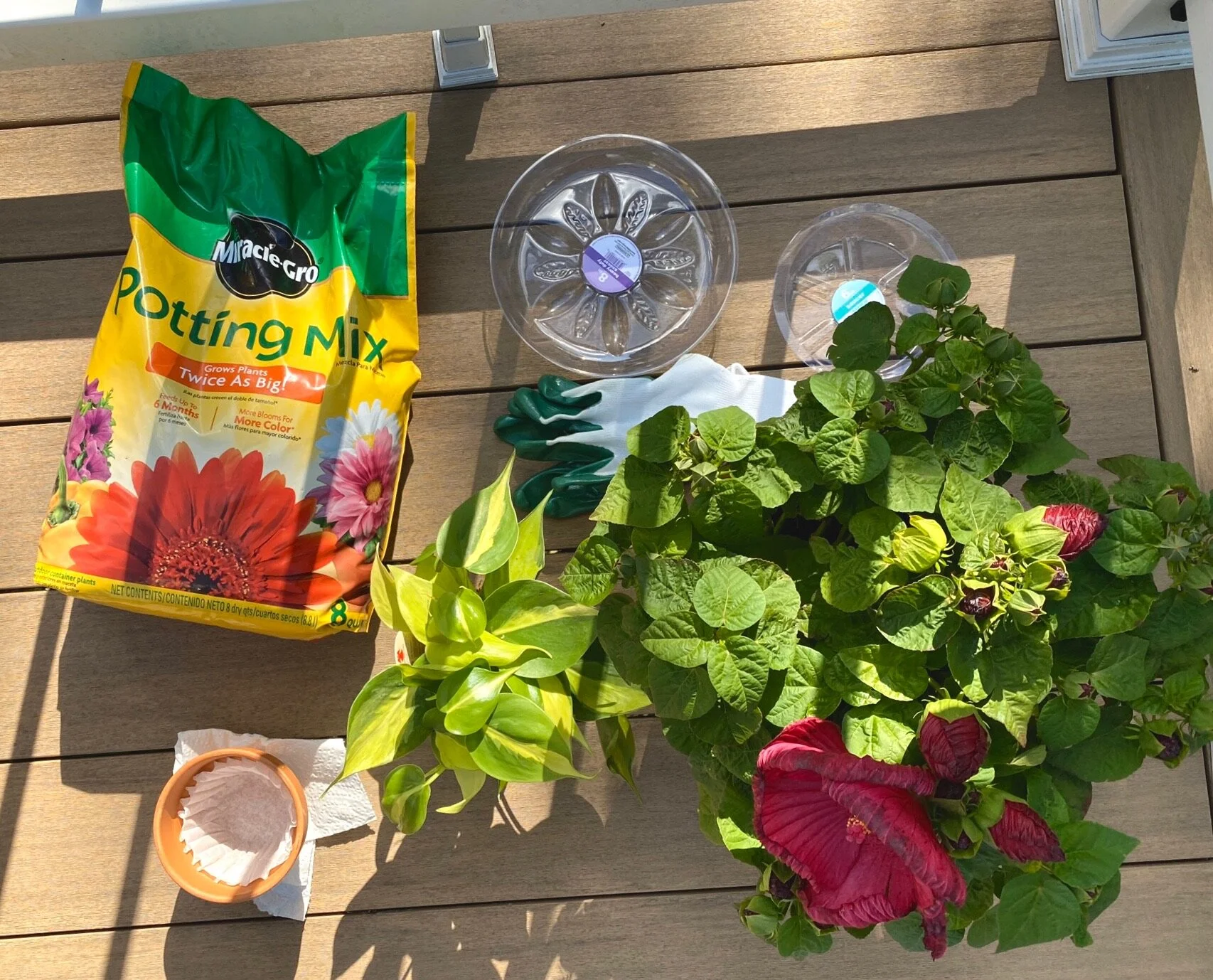 Becoming a Plant Mom