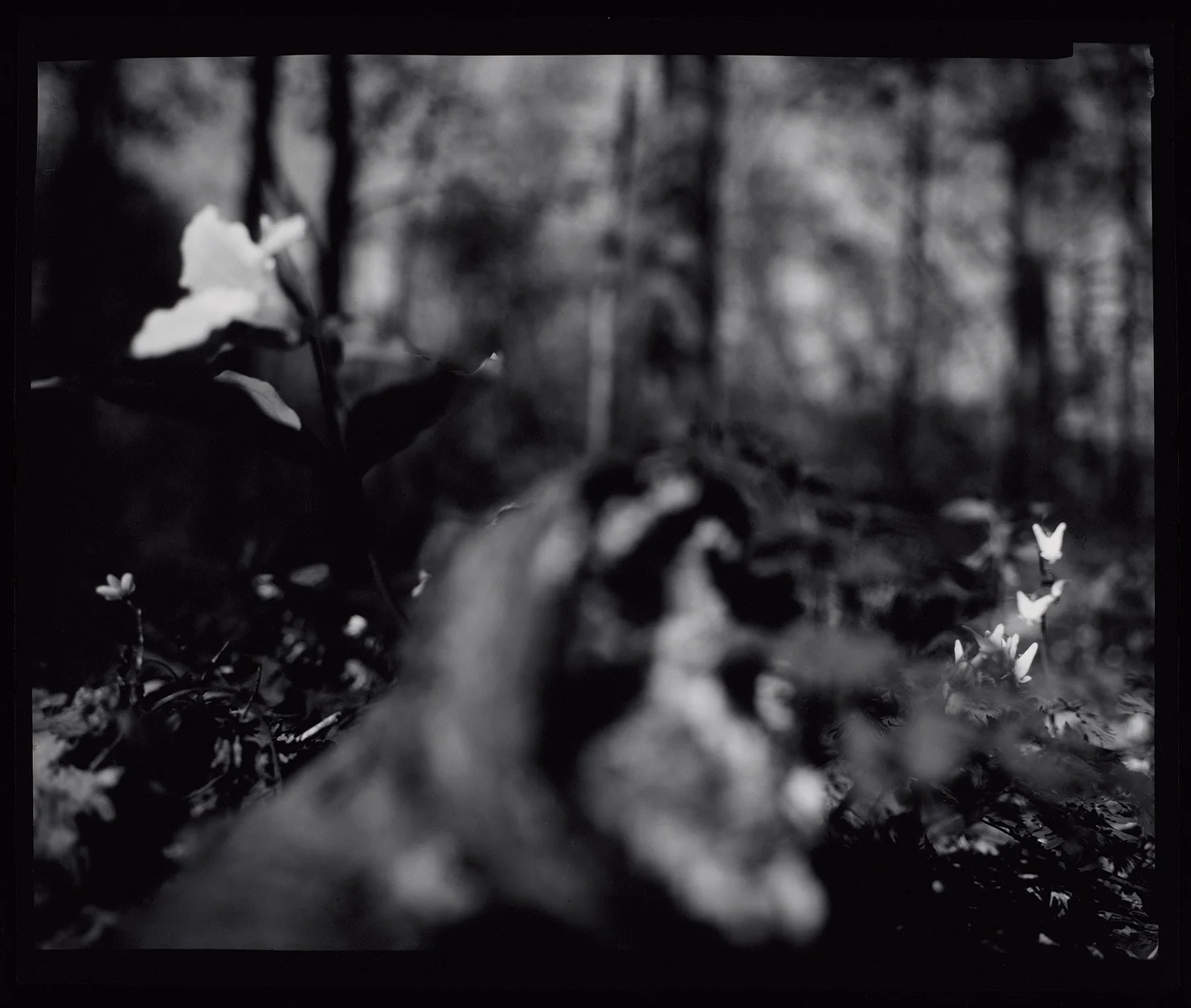 Coloma to Covert: Murmurs II