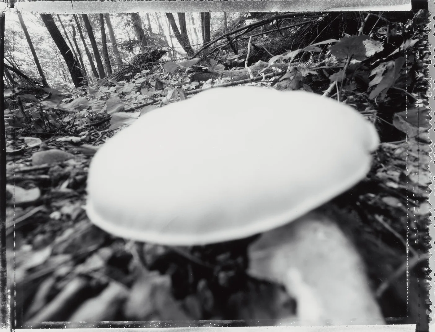 Coloma to Covert: Fleshy Fungi