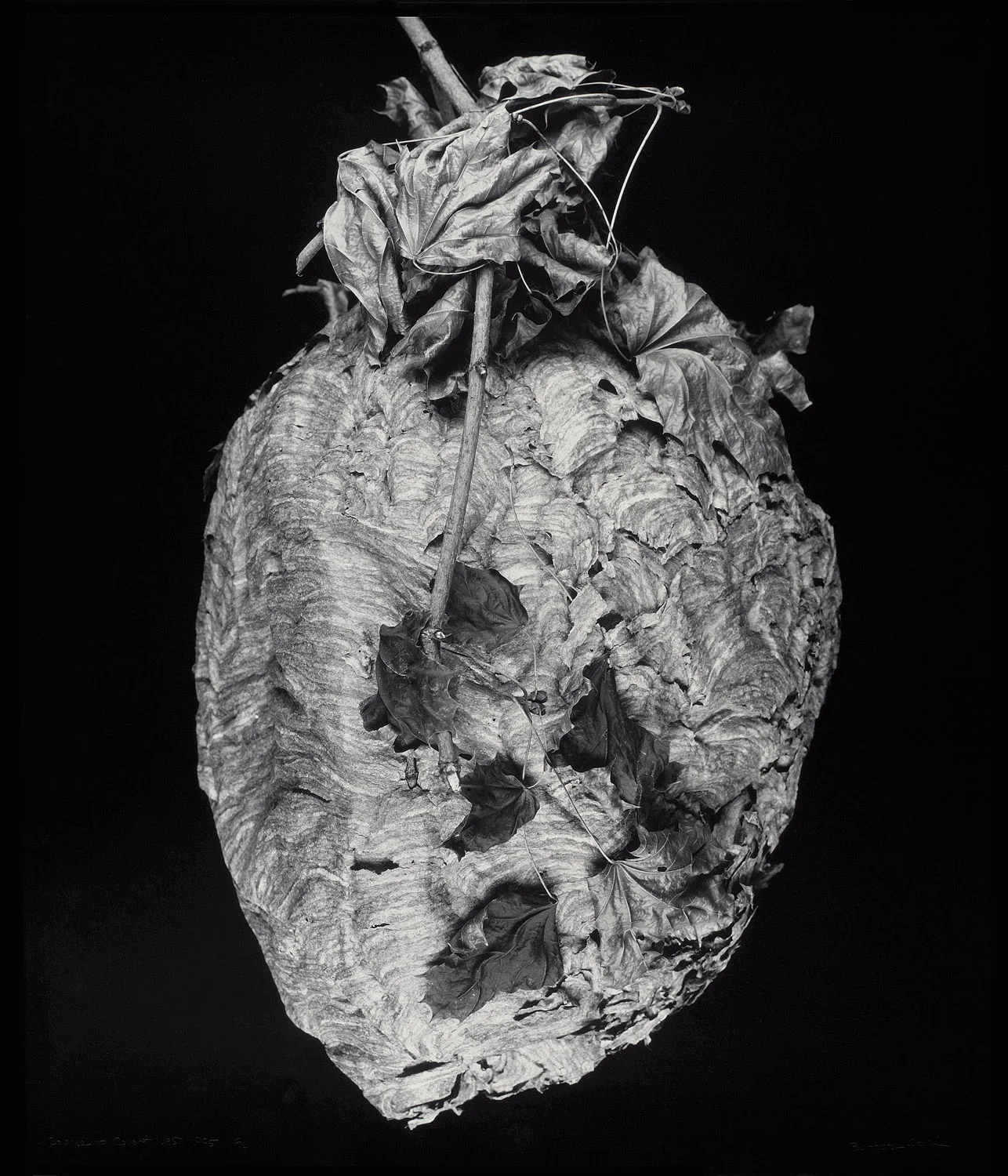 1995 gelatin silver print 50" x 40"