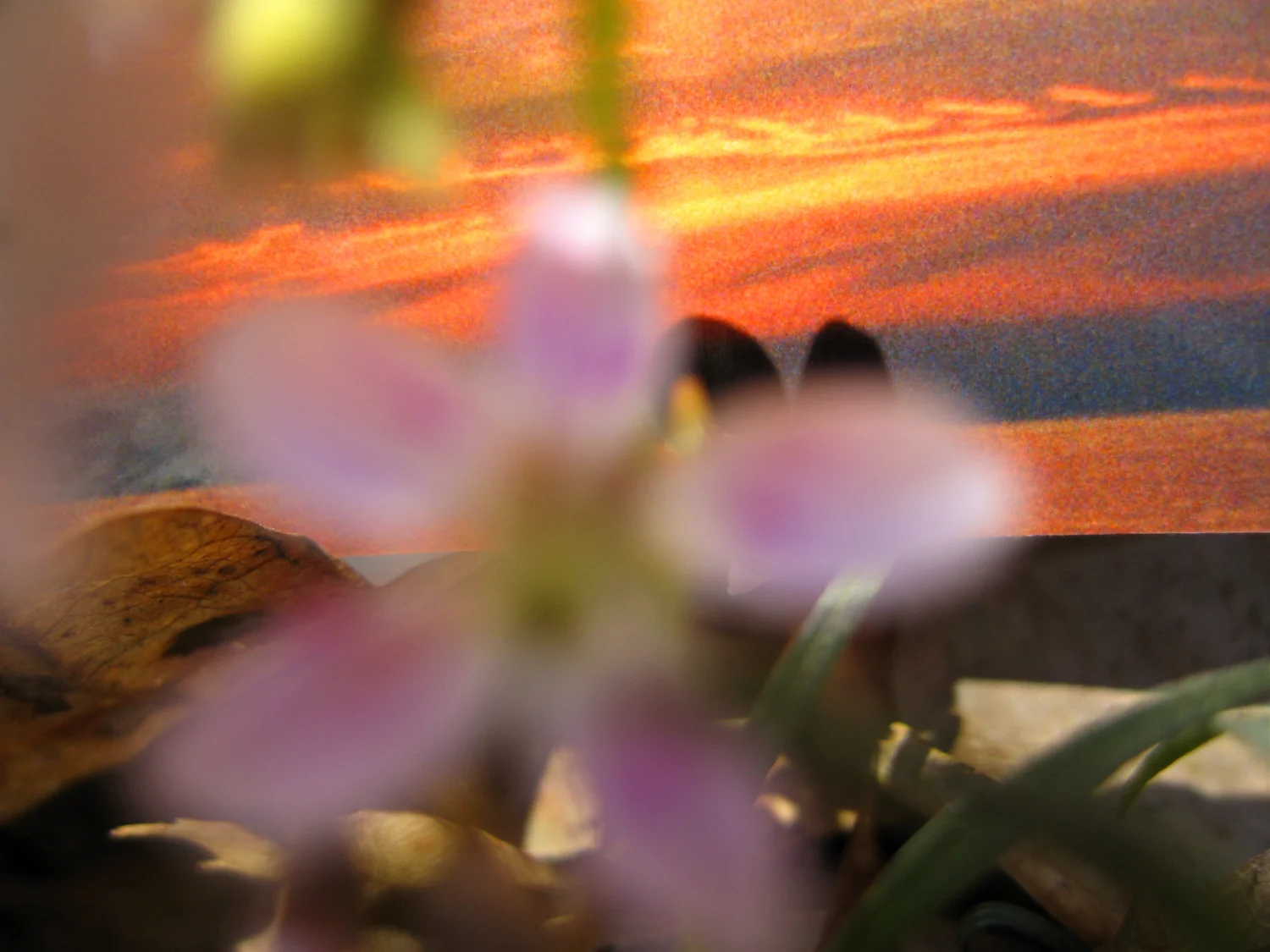 2010 inkjet print 13" x 19", 30" x 40"
