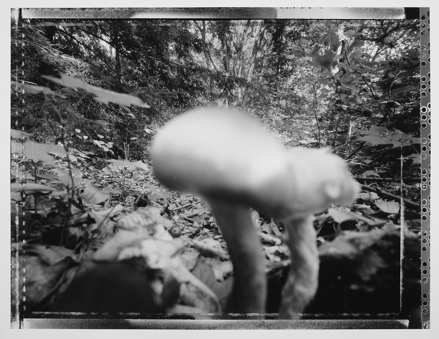 Coloma to Covert: Fleshy Fungi