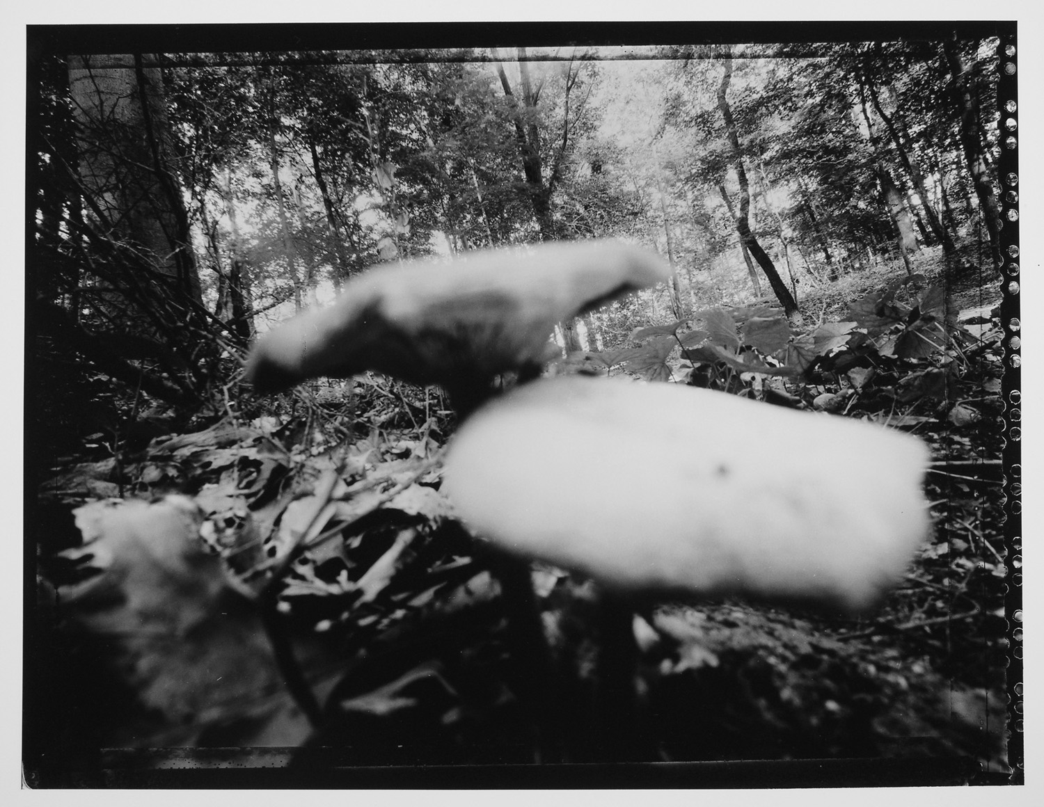 Coloma to Covert: Fleshy Fungi