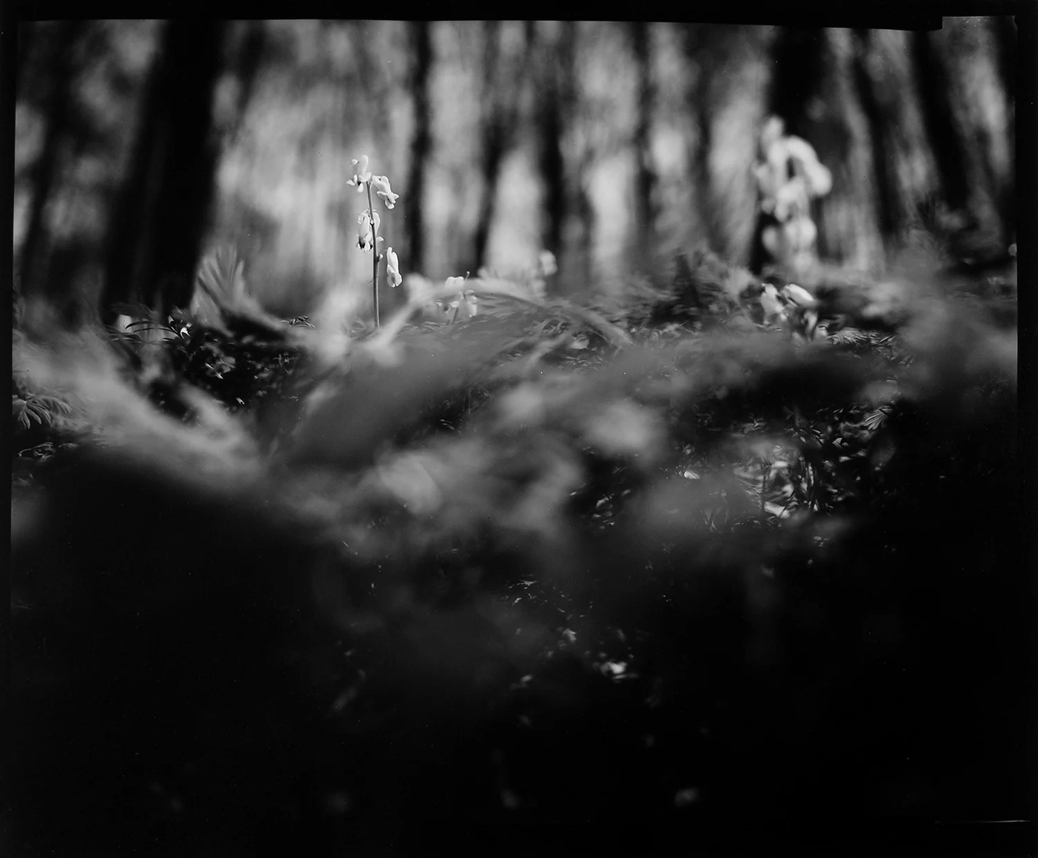Coloma to Covert: Murmurs II