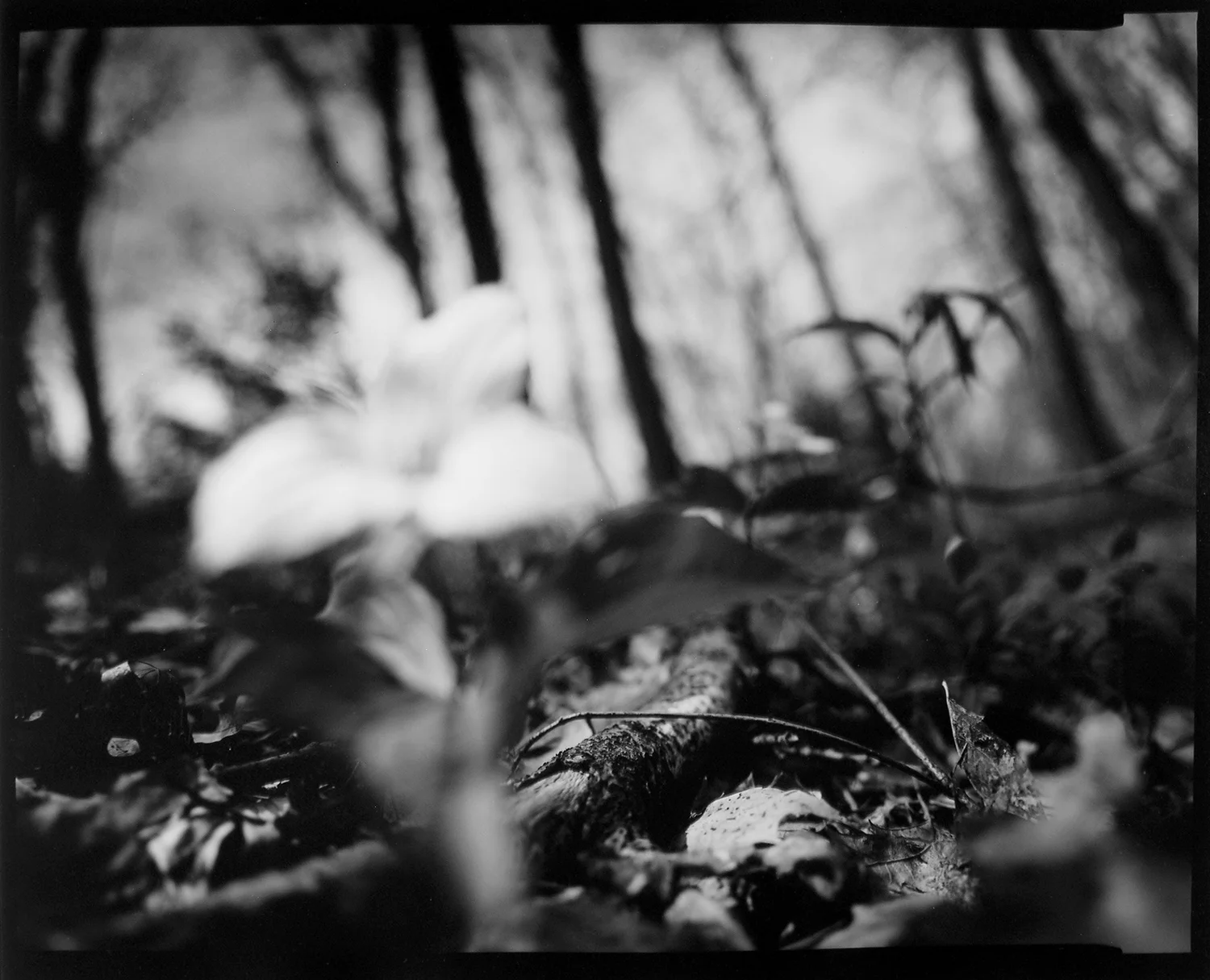 Coloma to Covert: Murmurs II
