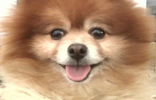 NWAC.png