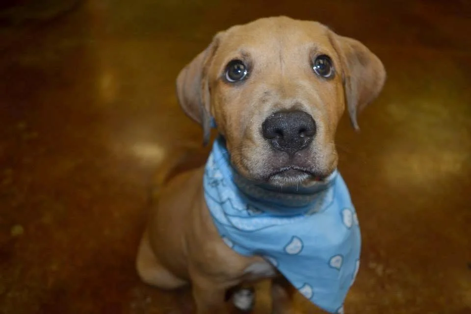 puppystartright2.jpg