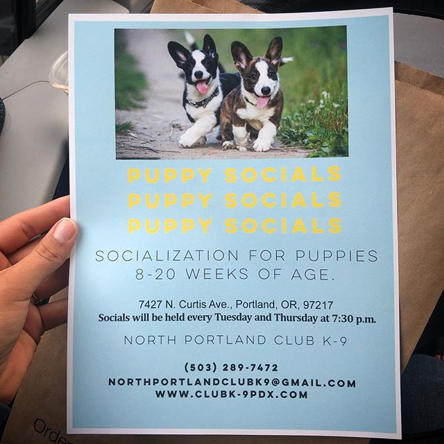 &hearts;️Does it get any cuter than Puppy Socials?!&hearts;️ We are so excited for this! Every Tuesday and Thursday, trainers Meaghan and Joanna, will be hosting one hour puppy socials. Puppies between the ages of 8-20 weeks are welcome to join. 
Dur