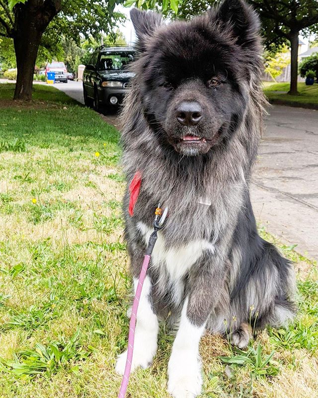 Late post of our gorgeous pal Wilhelmina aka Billie aka Floofiest Floofy Floof 💓 She is a long haired Akita, if you&rsquo;re wondering.