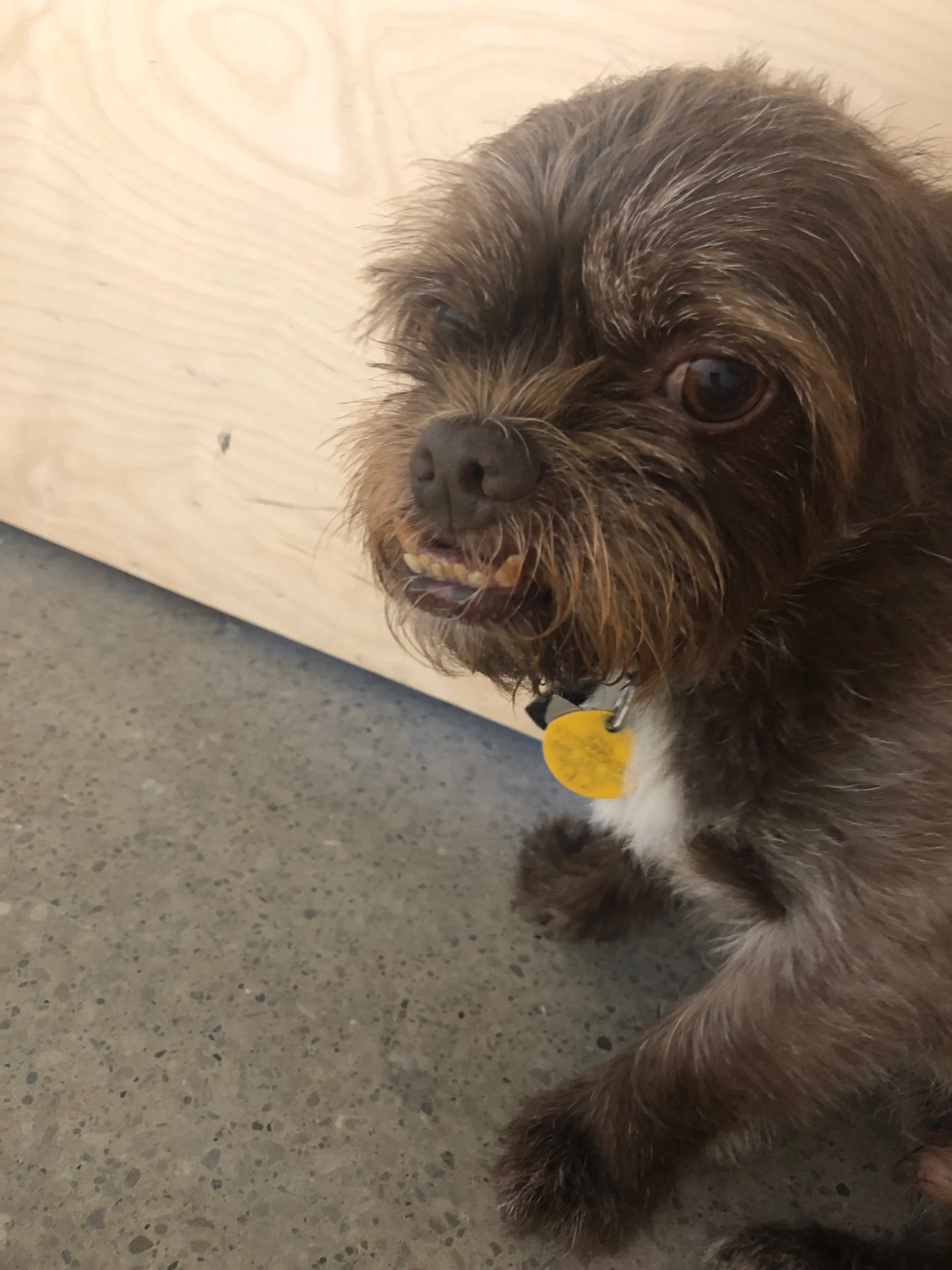 Truman, my favorite dog without a doubt, greeted me after the Jukebox encounter.