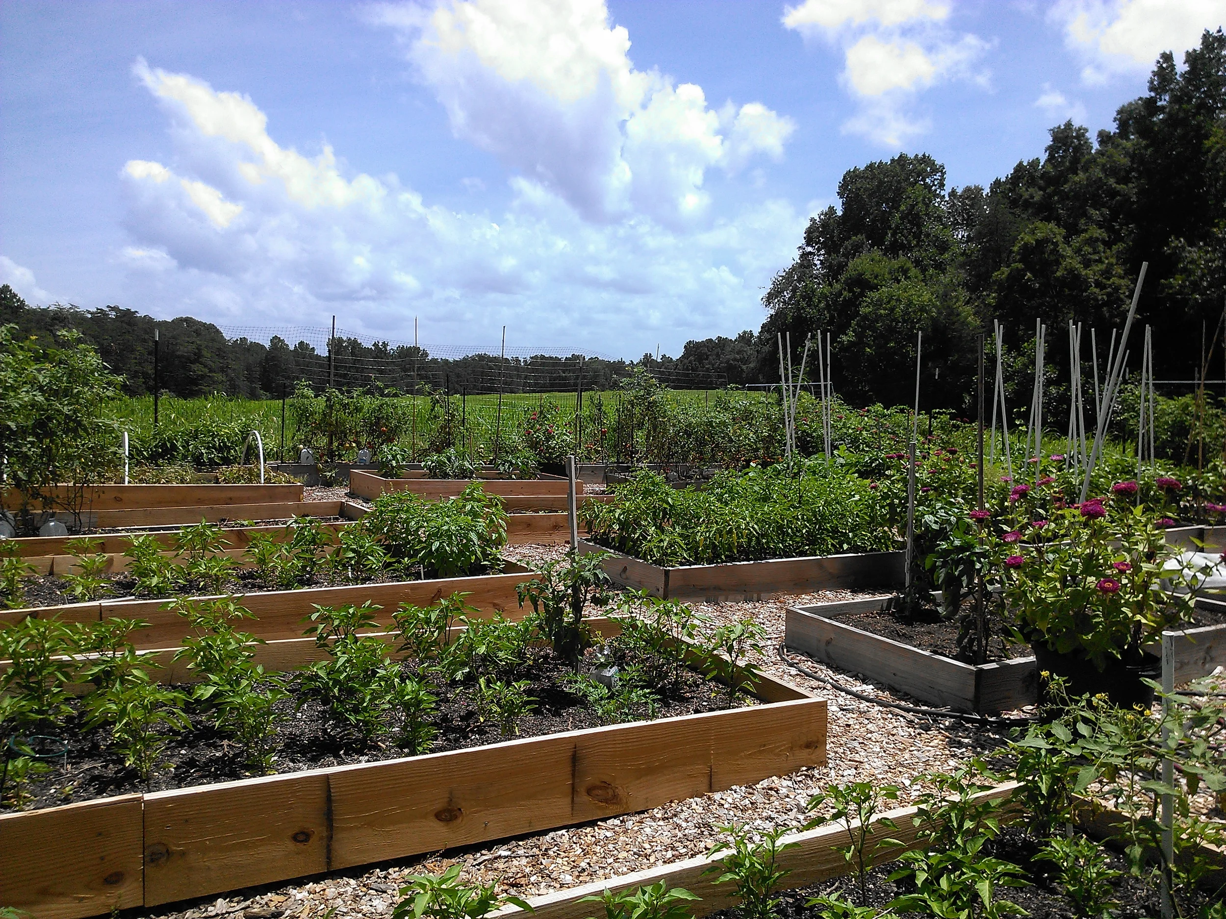 The Giving Garden