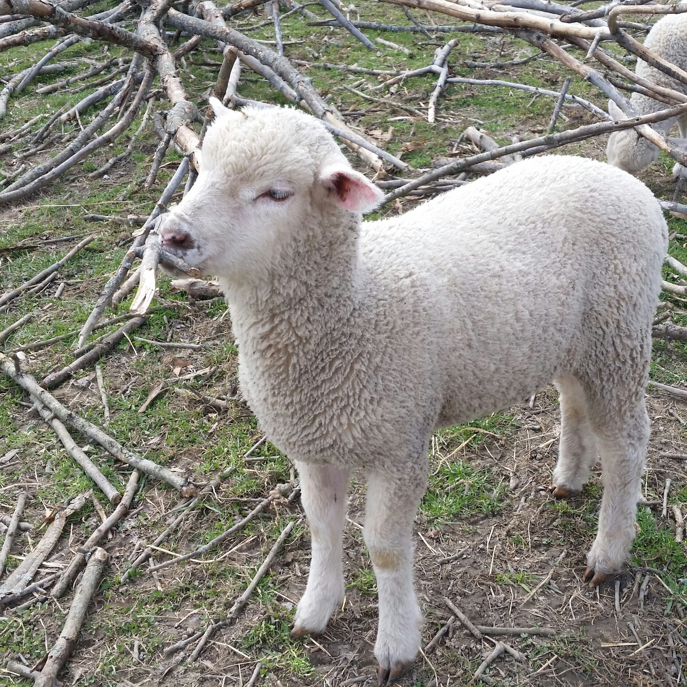 sheep17.jpg