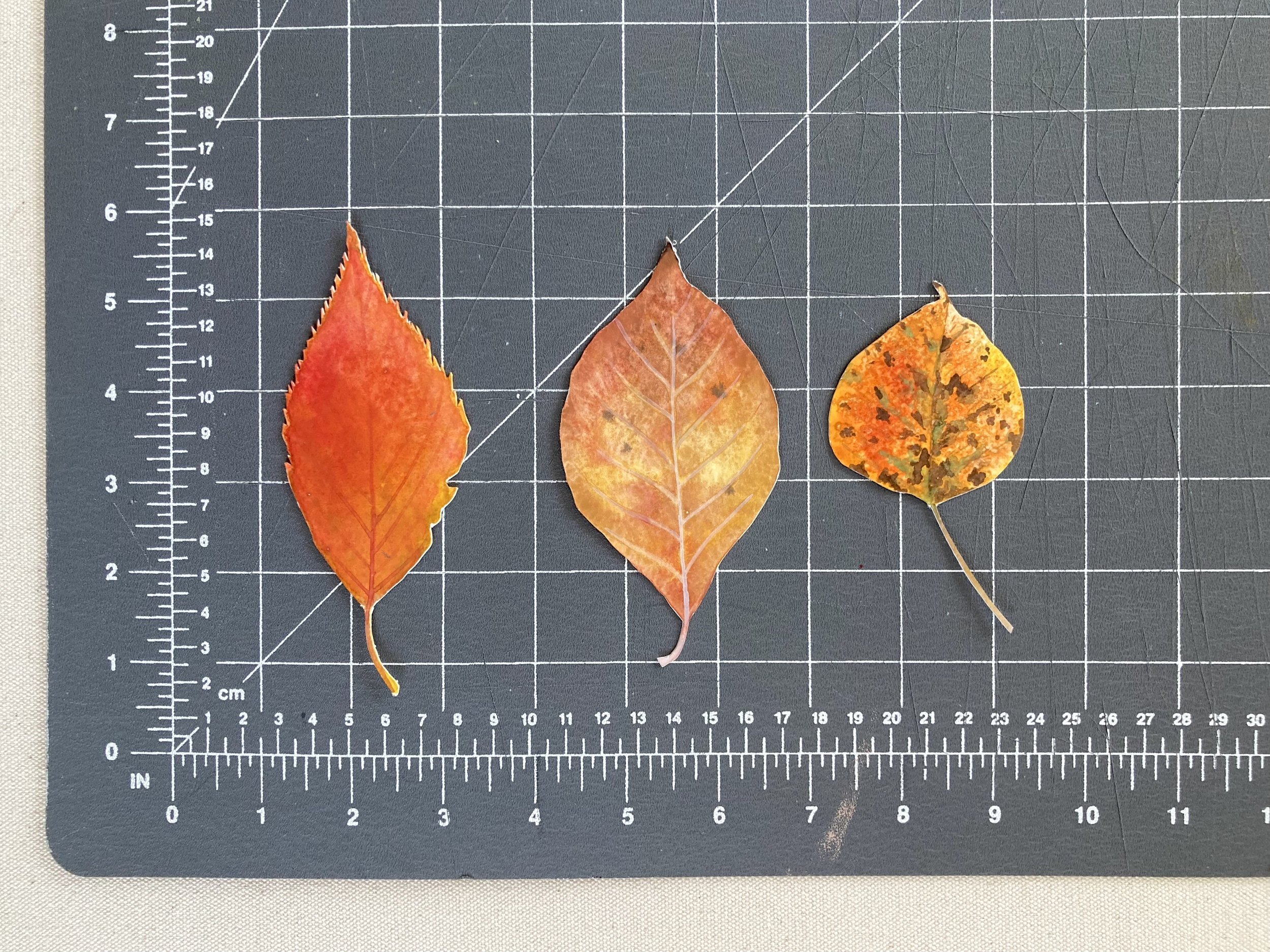 Leaves - Orange 2.jpg
