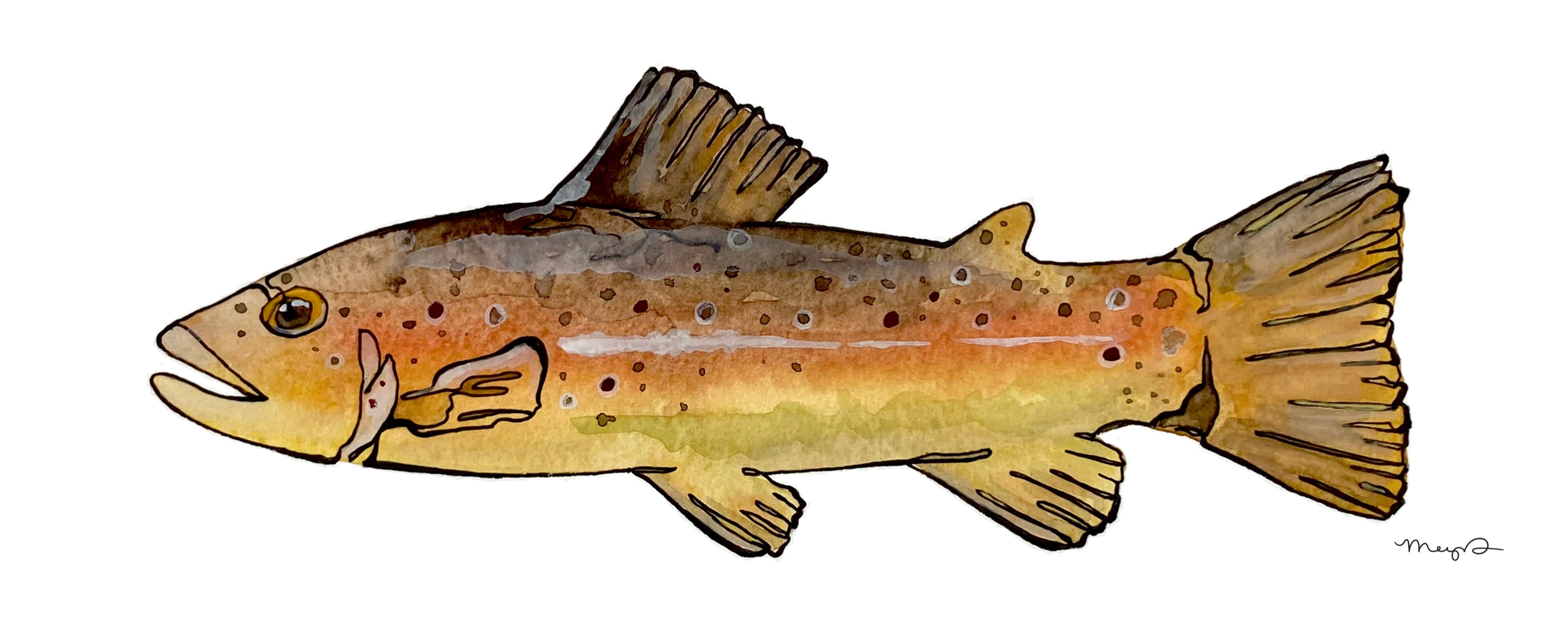 Brown Trout.png