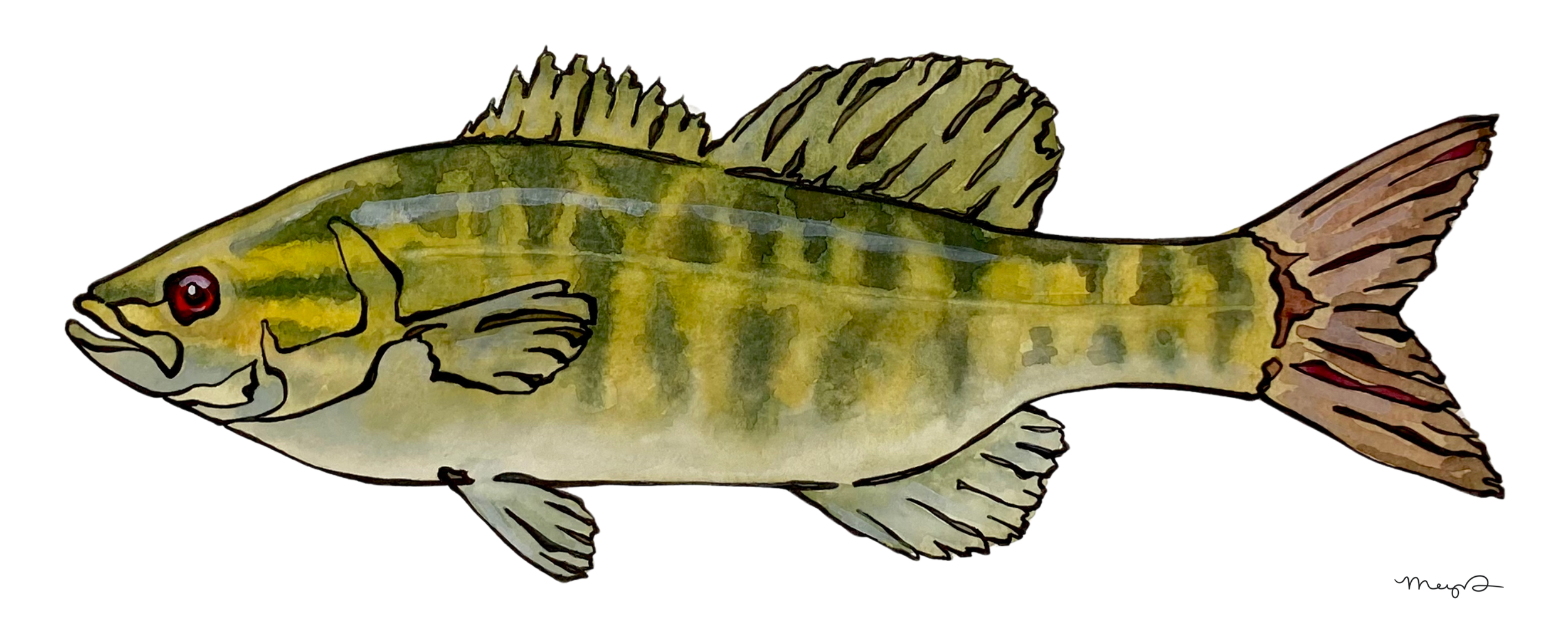 Smallmouth Bass 4 x 10 Print.png