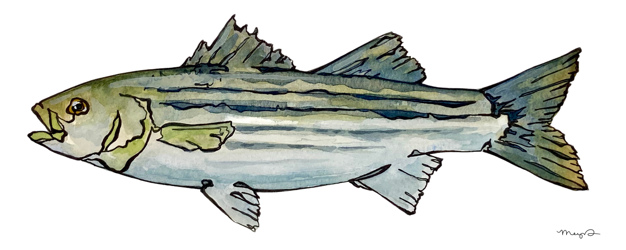 Striper 4 x 10 Print.png