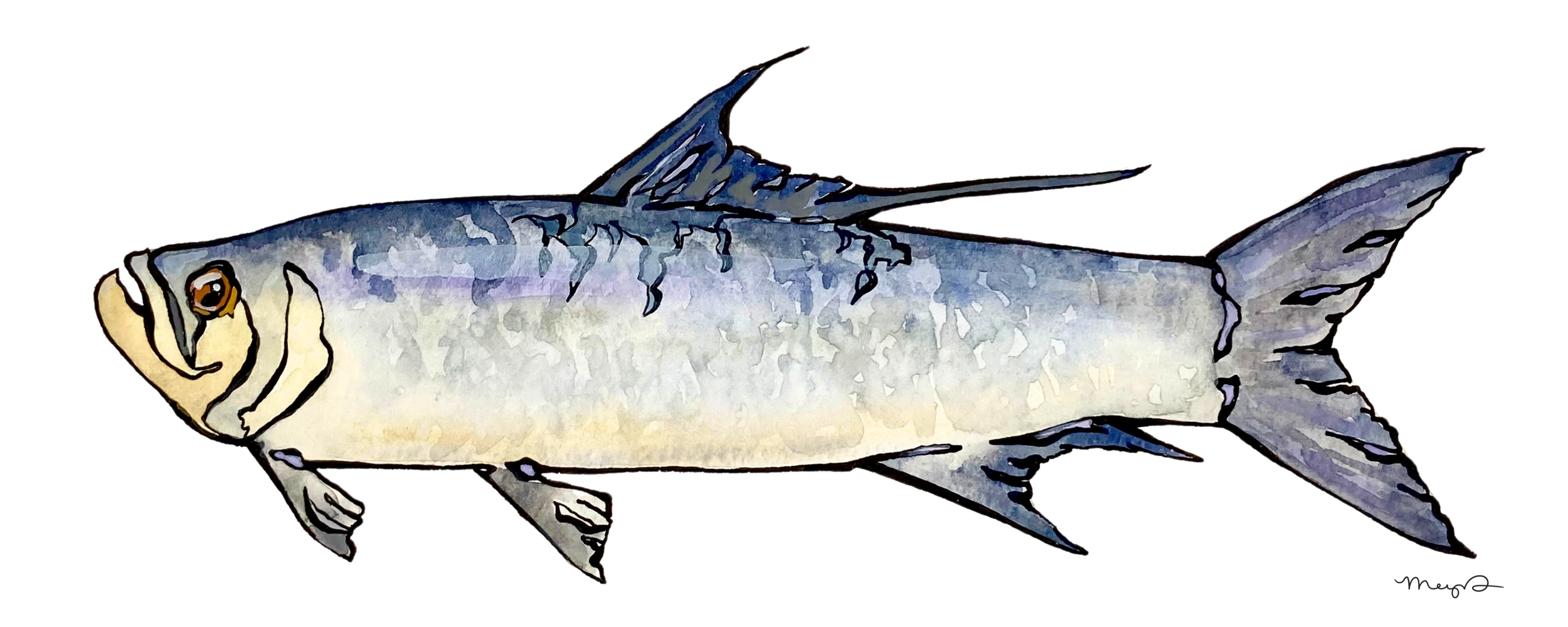 Tarpon - 4 x 10 Print.png