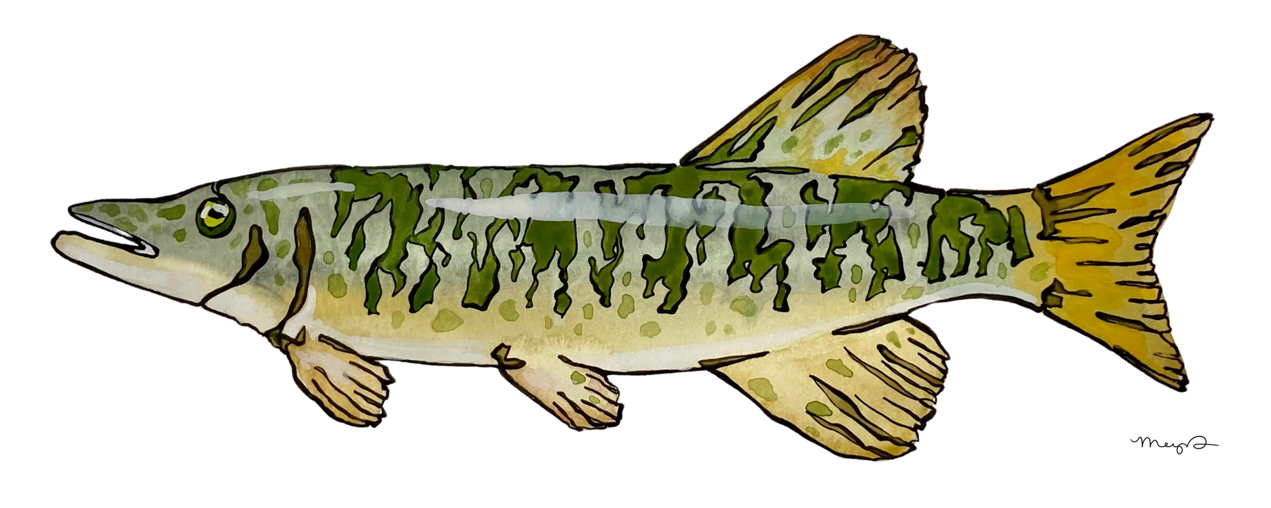 Tiger Muskie 4 x 10 Print.png