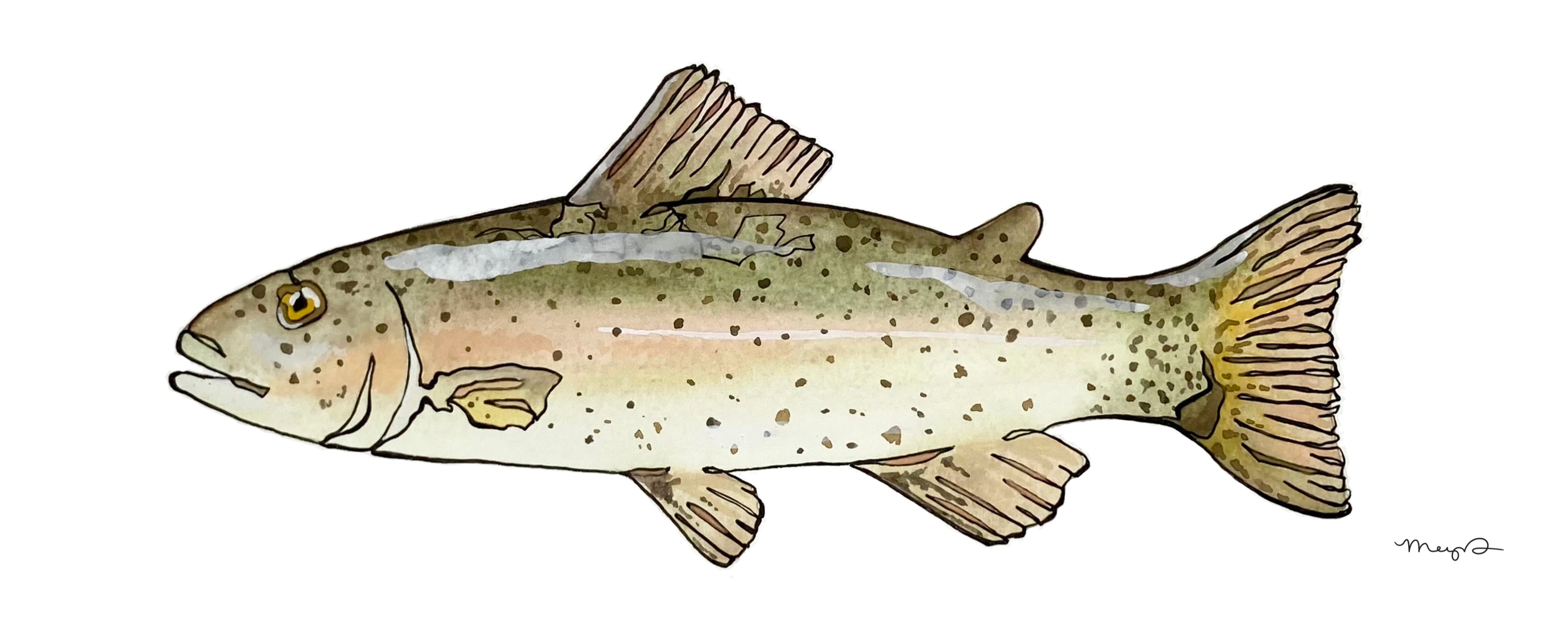 Rainbow Trout.png