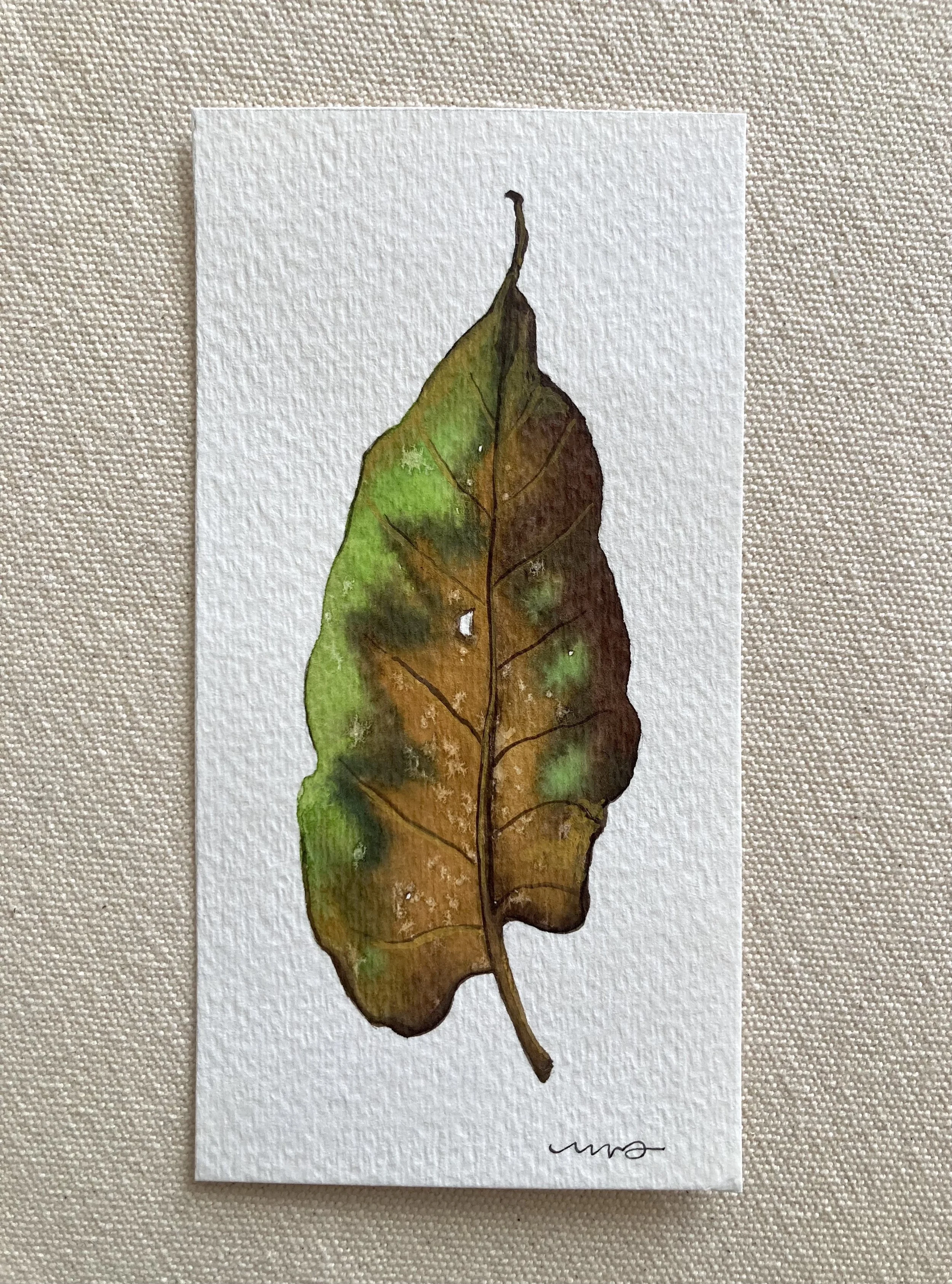 Assorted Uncut Leaves