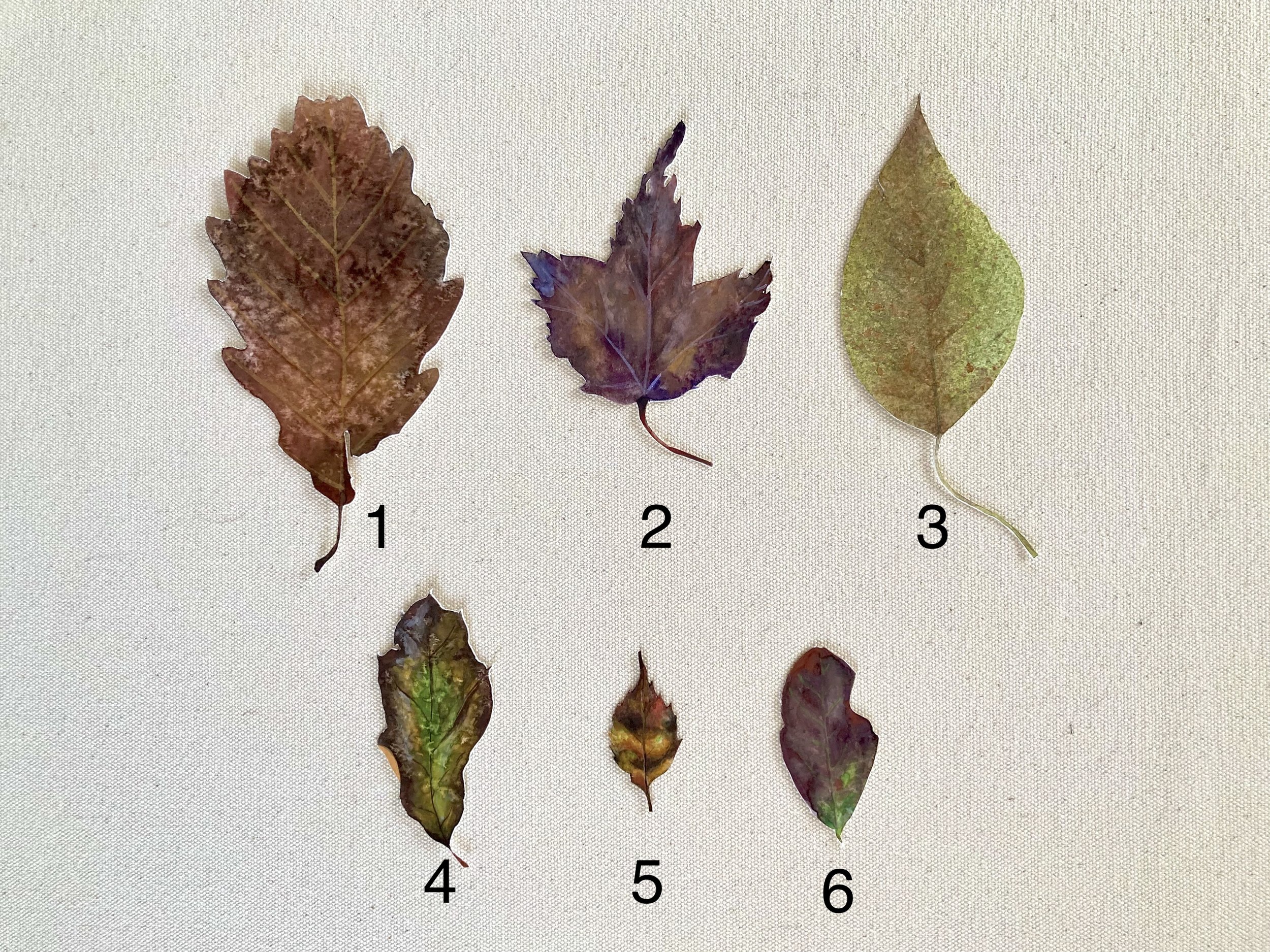 Leaves - Brown 1.jpg