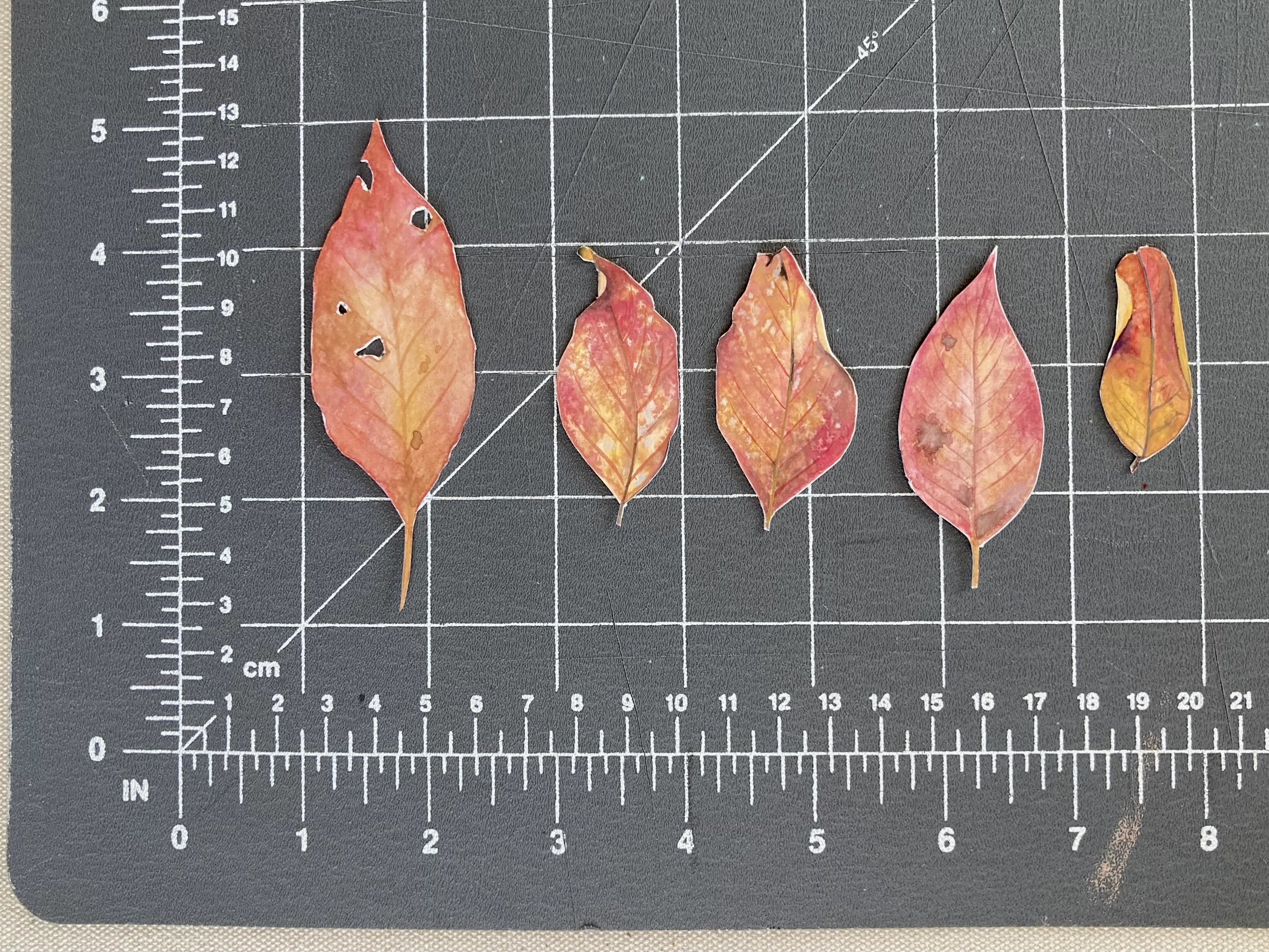 Leaves - Virginia Creeper 2.jpeg