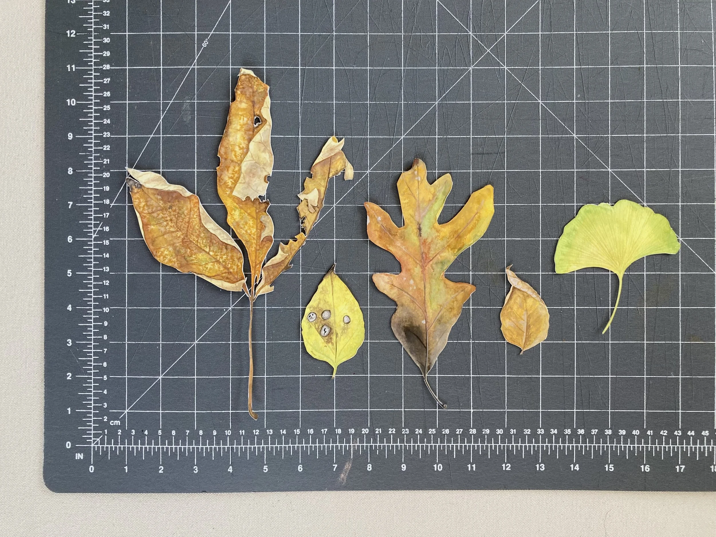 Leaves - Yellow 2.jpg