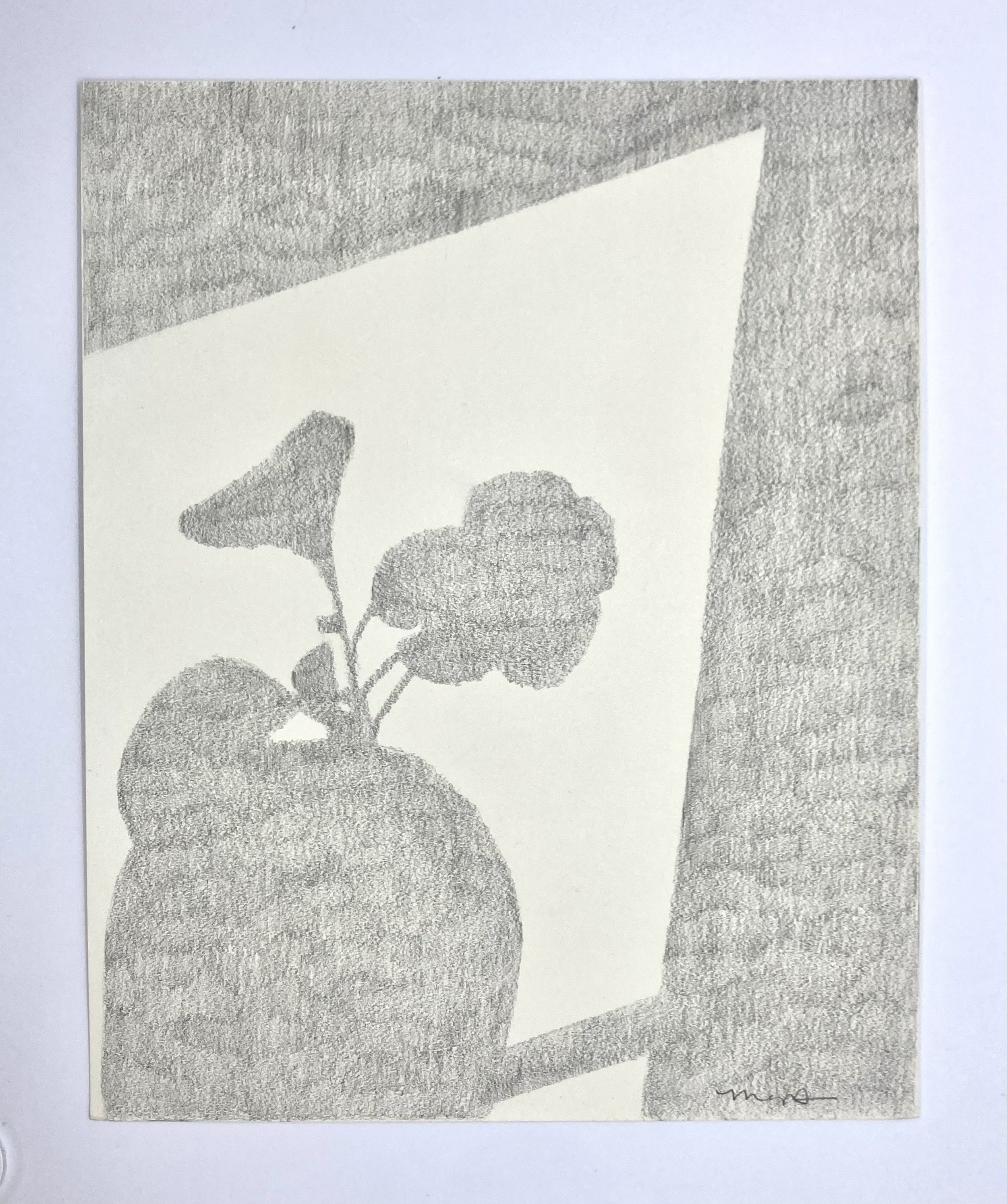 "Plant Shadow" - Pencil