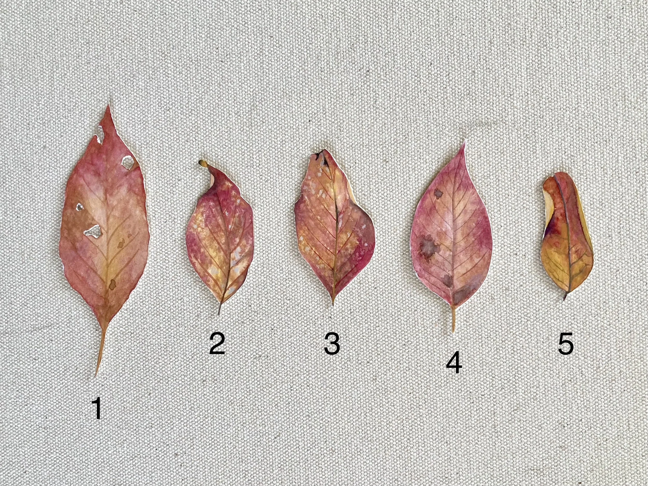 Leaves - Virginia Creepers