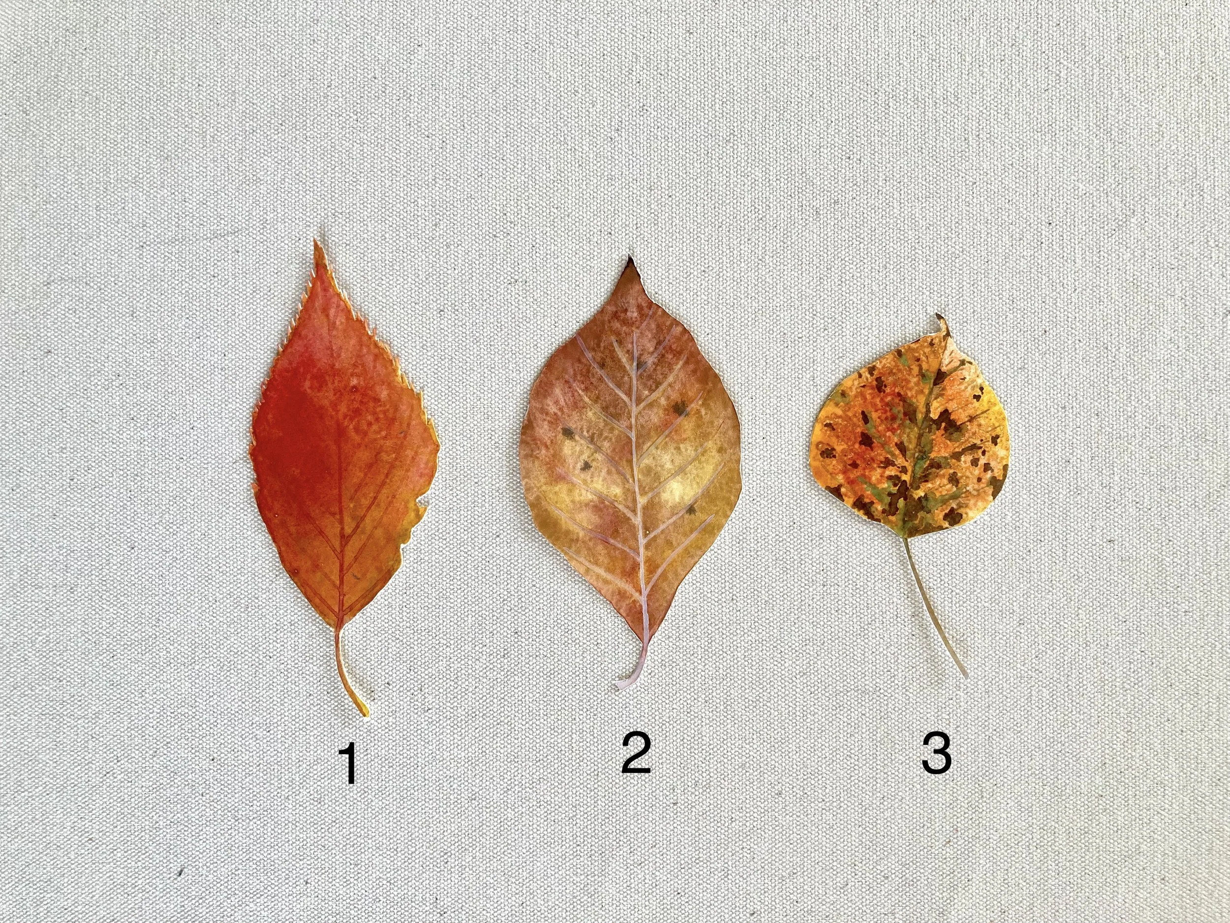 Leaves - Orange 1.jpg